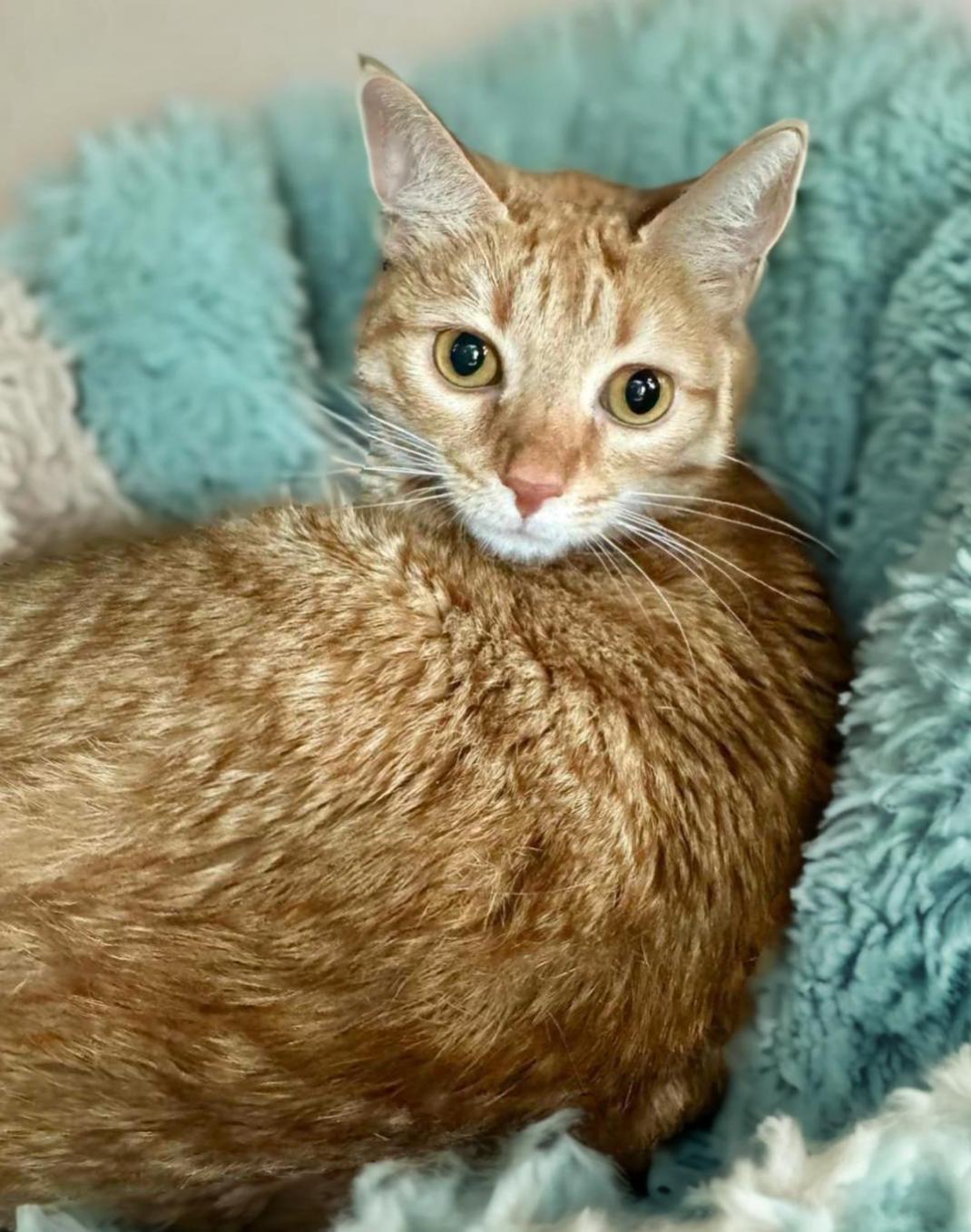 Roxie, a Adoptable mixed breed in Warwick , RI image 3/6