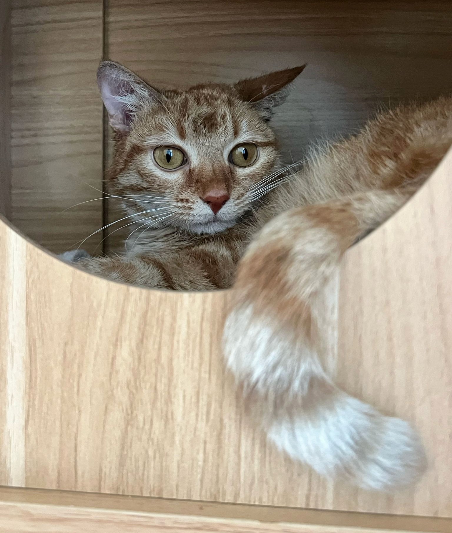 Roxie, a Adoptable mixed breed in Warwick , RI image 5/6