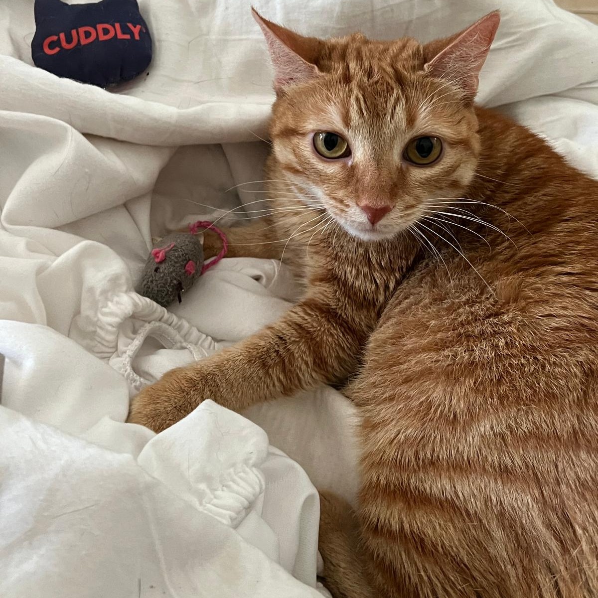 Roxie, Adoptable, Adult Female Domestic Short Hair & Tabby.