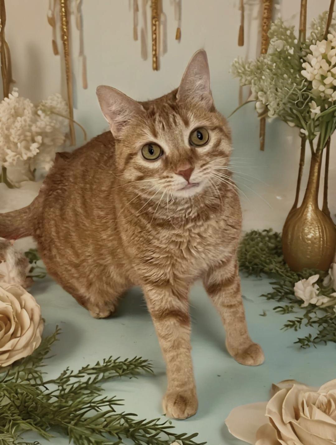 Roxie, a Adoptable mixed breed in Warwick , RI image 2/6