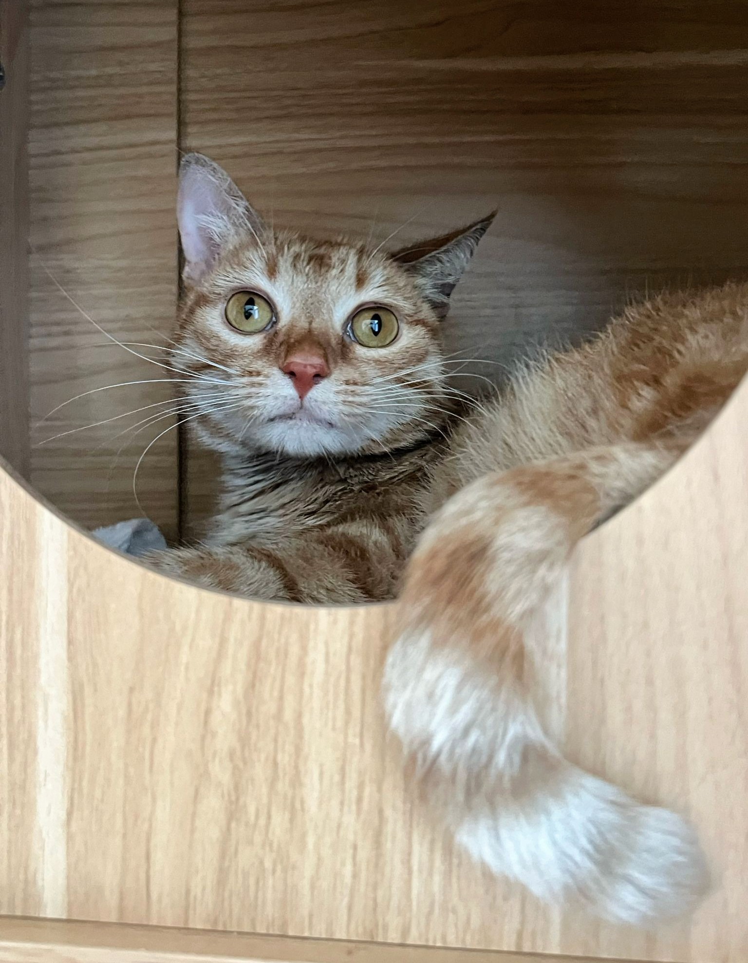 Roxie, a Adoptable mixed breed in Warwick , RI image 6/6