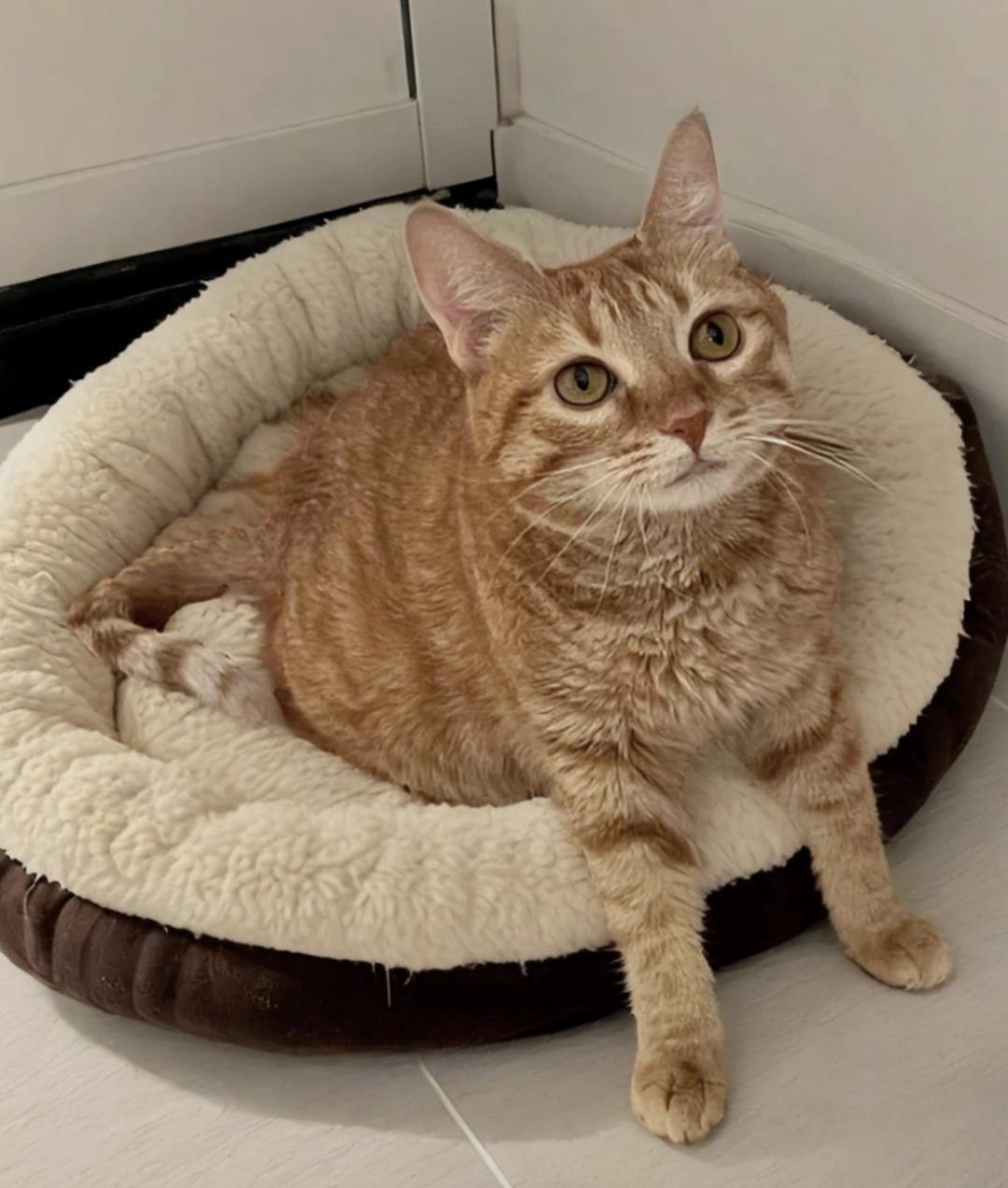 Roxie, a Adoptable mixed breed in Warwick , RI image 4/6