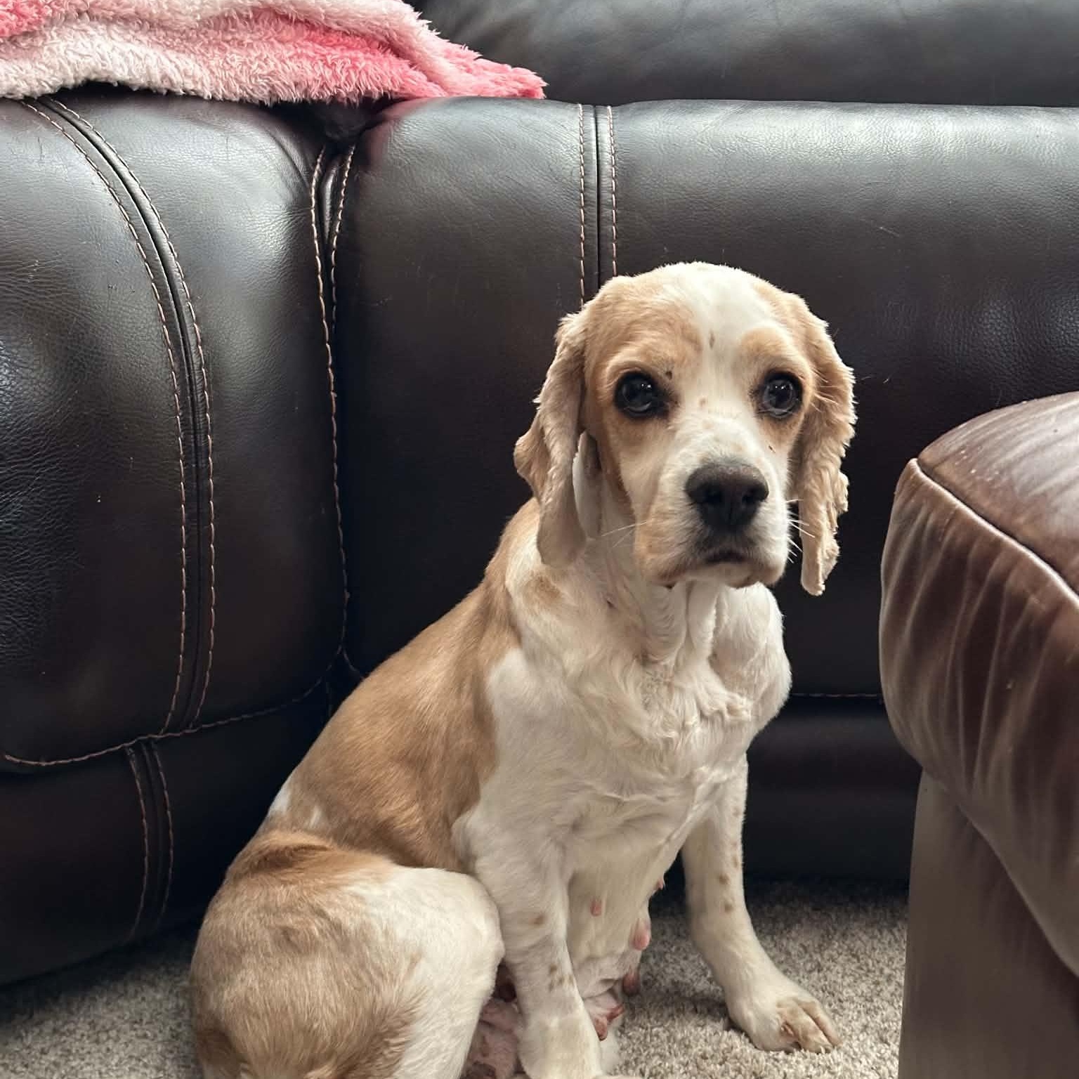 Peggy in foster care, Adopted, Adult Female Cocker Spaniel.