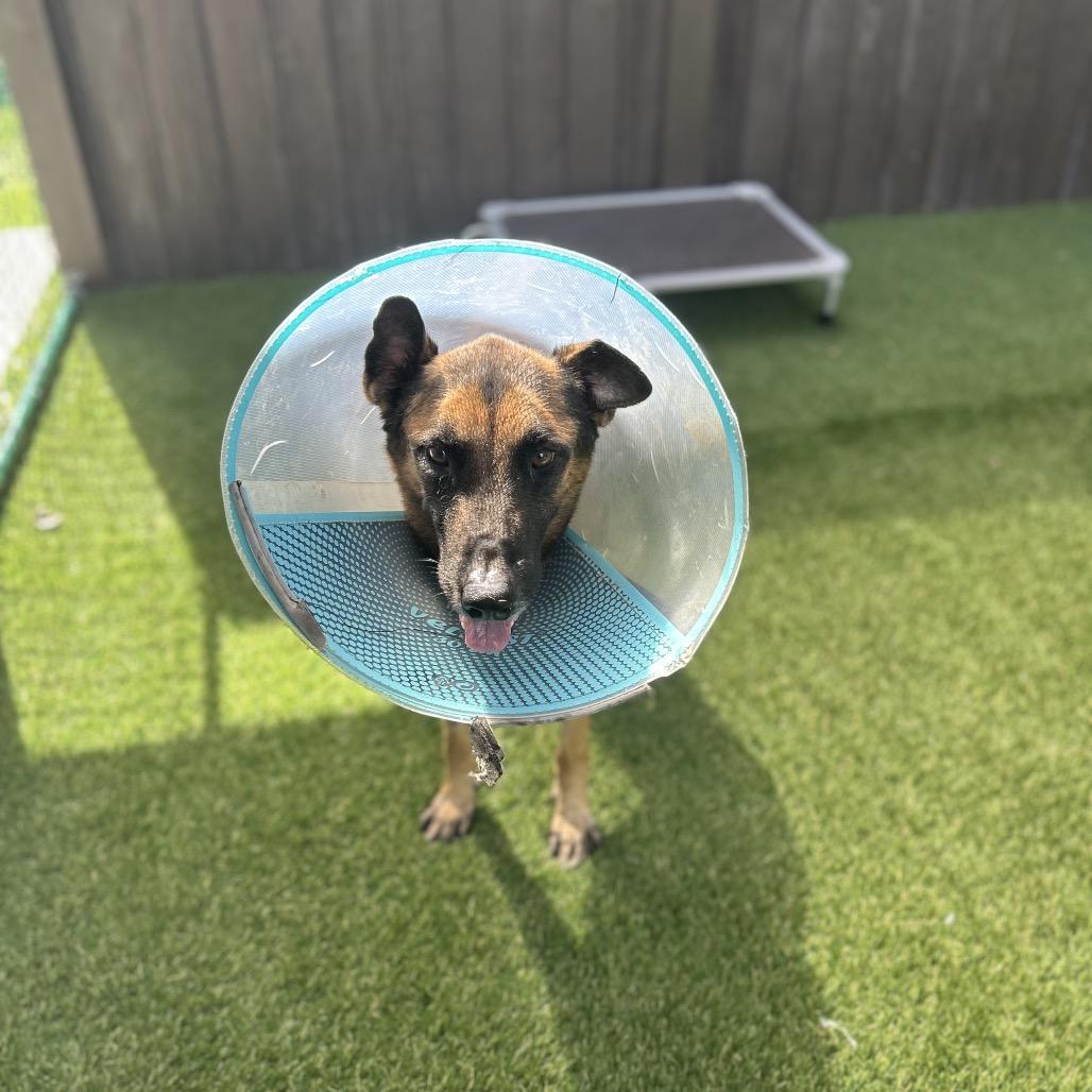 Happy Gilmore 3751 — thumbnail 2