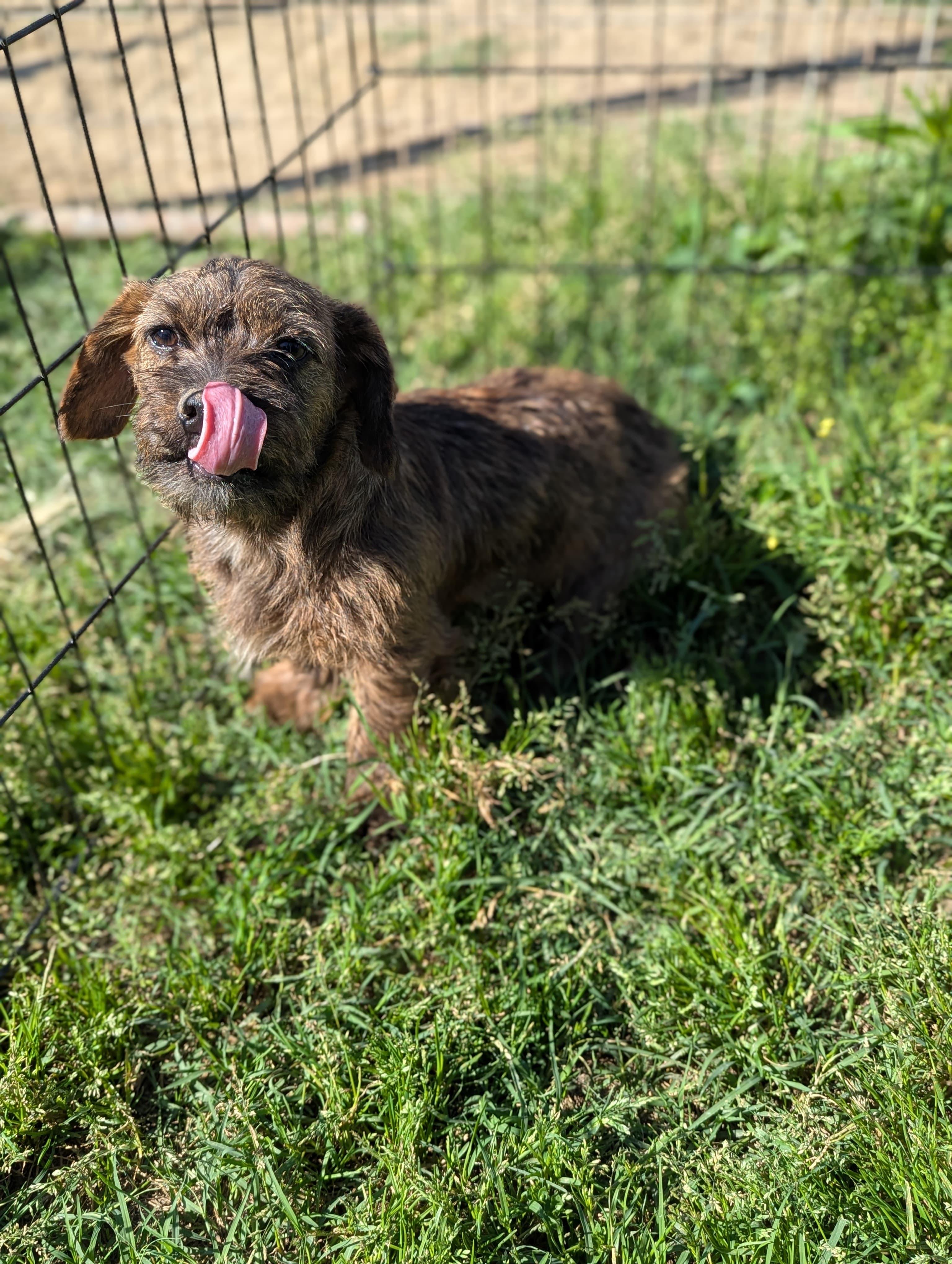 Longaniza, a ADOPTABLE mixed breed in San Jose, CA image 3/3