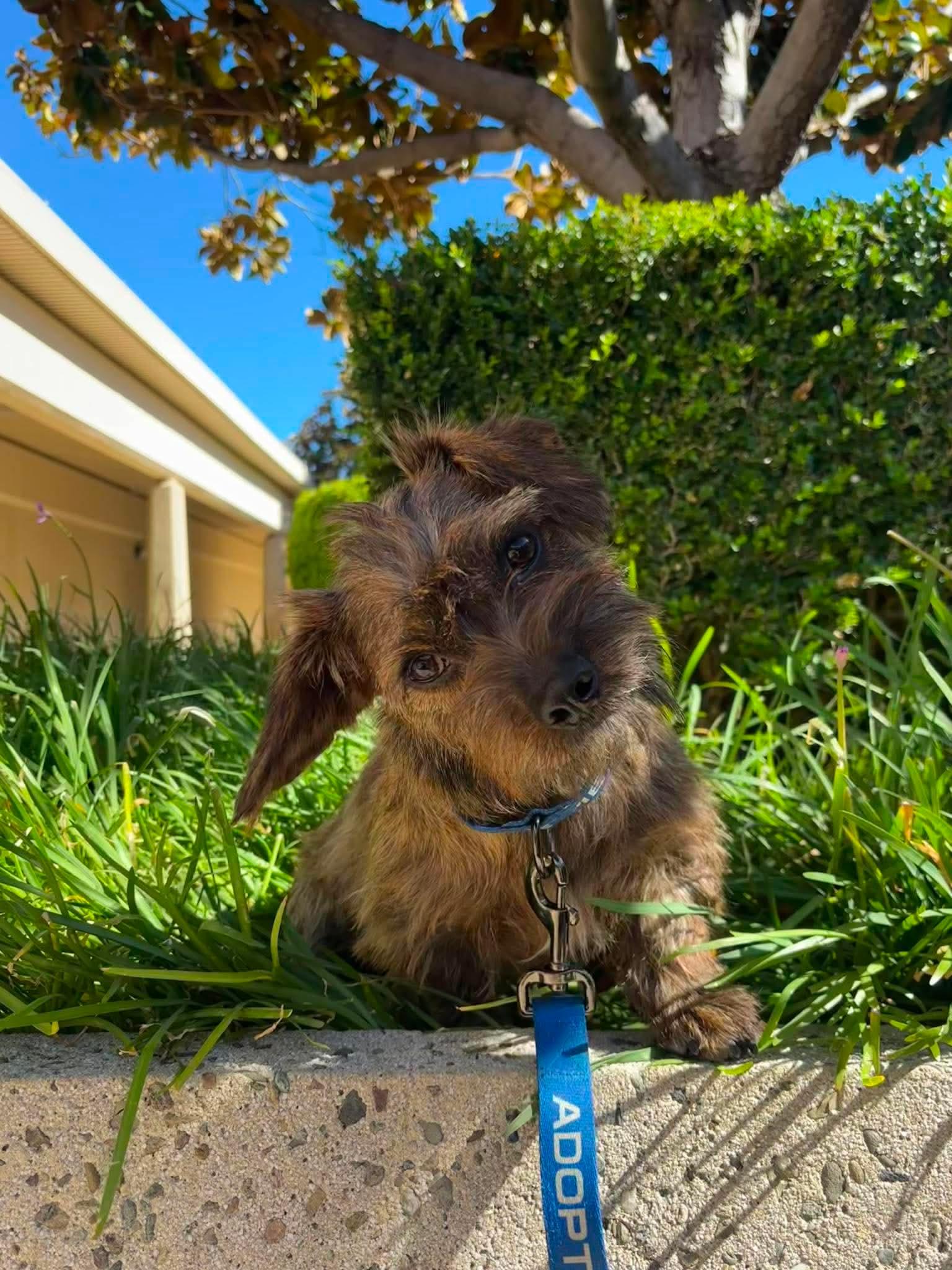 Longaniza, ADOPTABLE, Puppy Female Dachshund & Miniature Poodle.