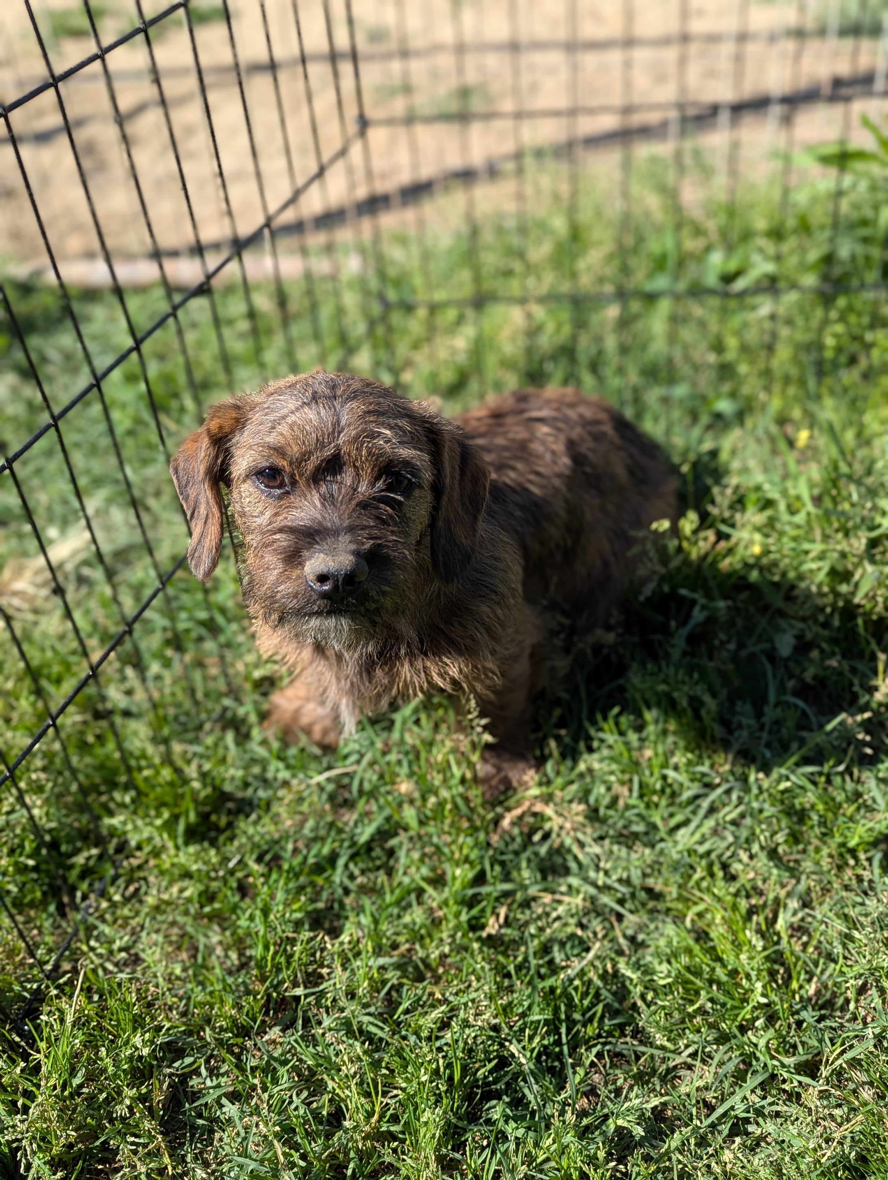 Longaniza, a ADOPTABLE mixed breed in San Jose, CA image 2/3