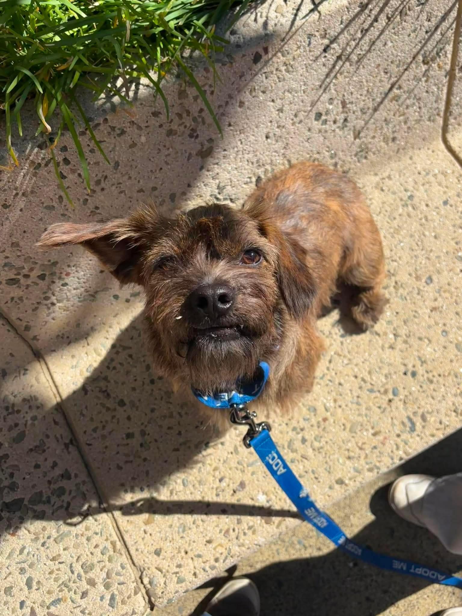 Longaniza, a ADOPTABLE mixed breed in San Jose, CA image 5/5