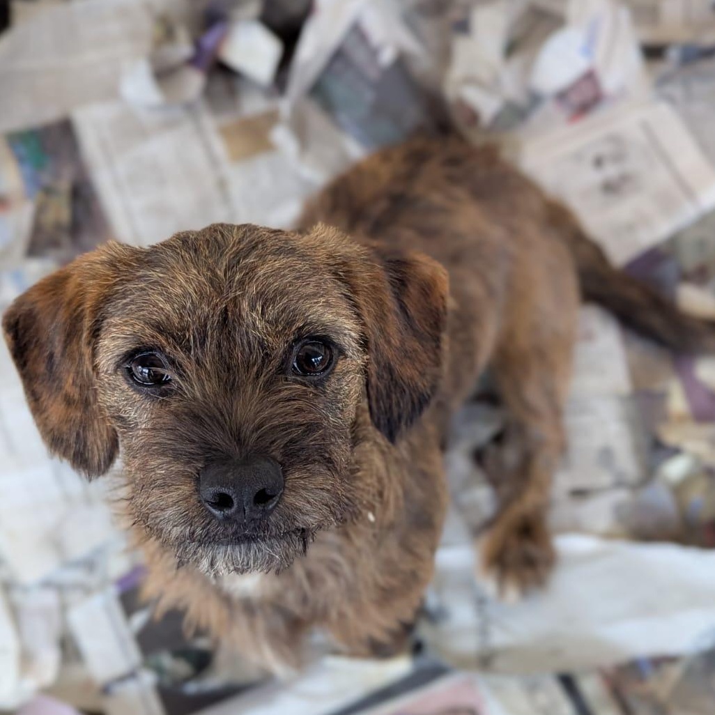 Longaniza, ADOPTABLE, Puppy Female Dachshund & Miniature Poodle.