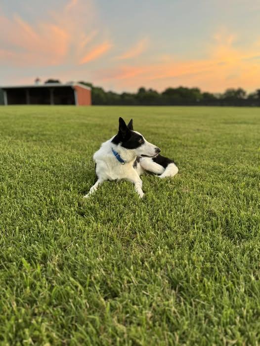 Bosha, Adoptable, Adult Female Border Collie.