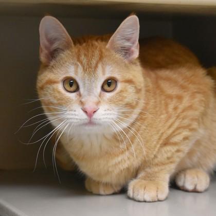 Cheeto, adopted, Adult Male Domestic Short Hair.
