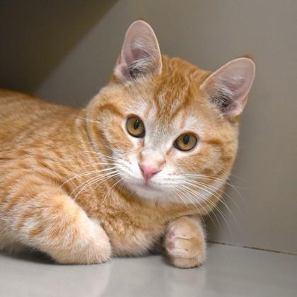 Enlarge Cheeto, an adopted Domestic Short Hair in Flagstaff, AZ image 2/2