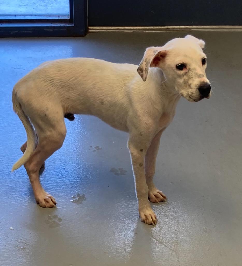 Buster, Adoptable, Young Male Labrador Retriever.