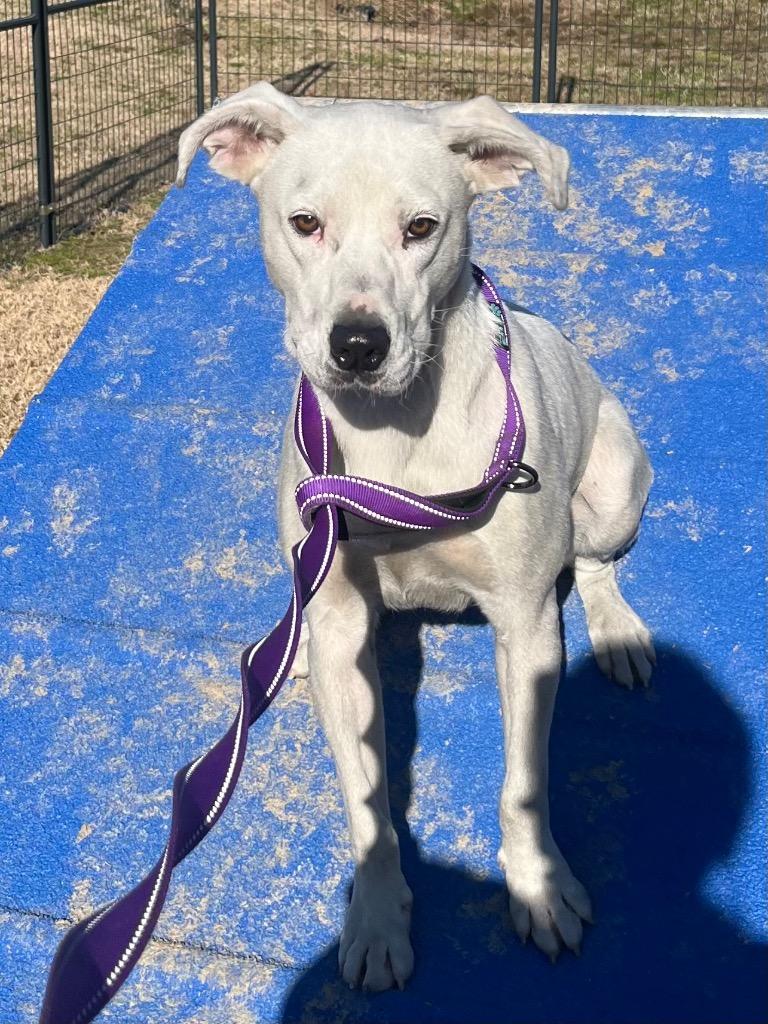 Enlarge Buster, a Adoptable Labrador Retriever in Greenwood, MS image 2/3