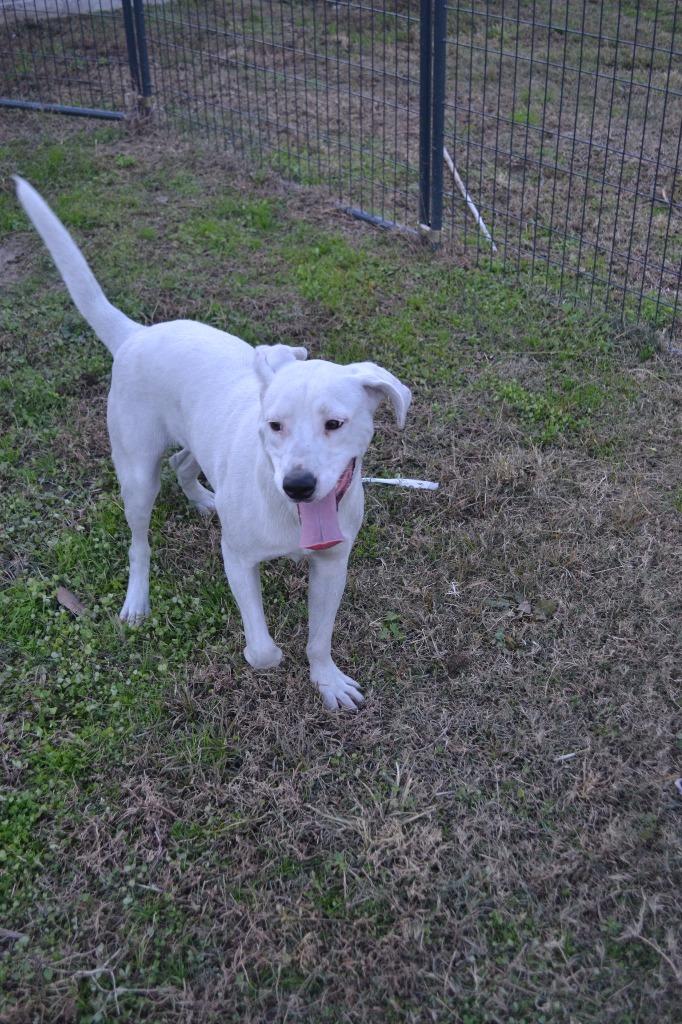 Enlarge Buster, a Adoptable Labrador Retriever in Greenwood, MS image 3/3