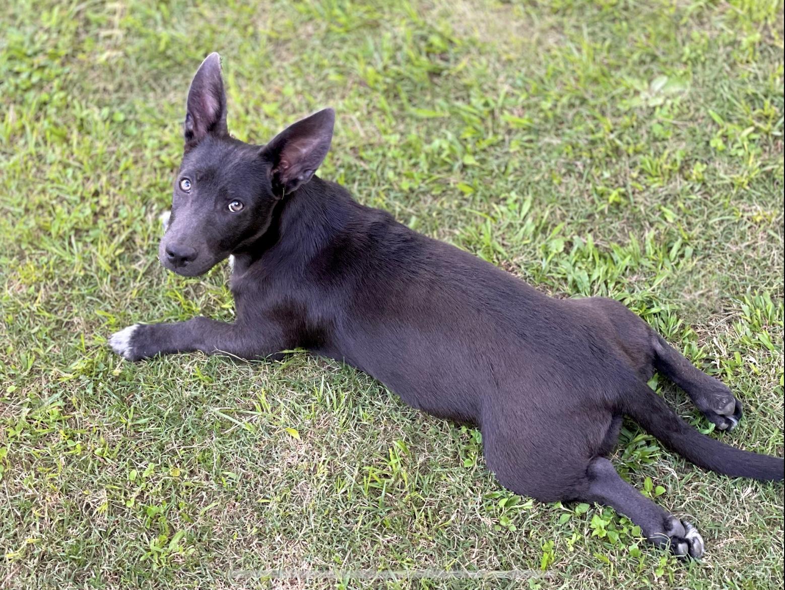 Snookioe Dog for adoption - Snookie, a Mixed Breed in Staten Island , NY | Petfinder