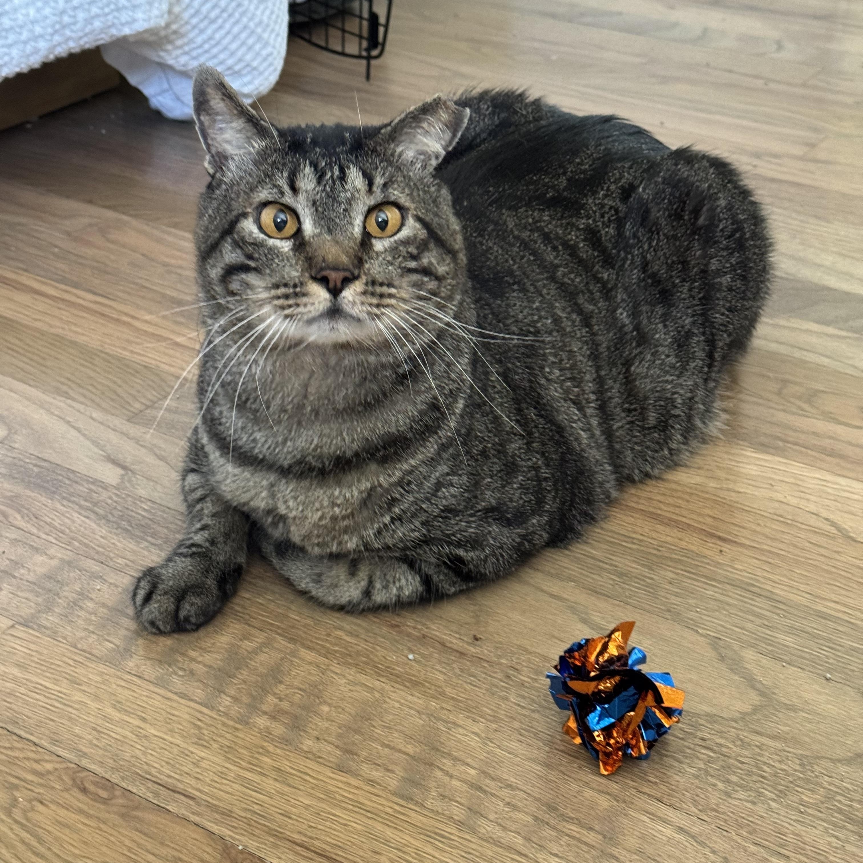 Enlarge Squeaky, a ADOPTABLE Domestic Short Hair in Lakewood, CO image 6/6