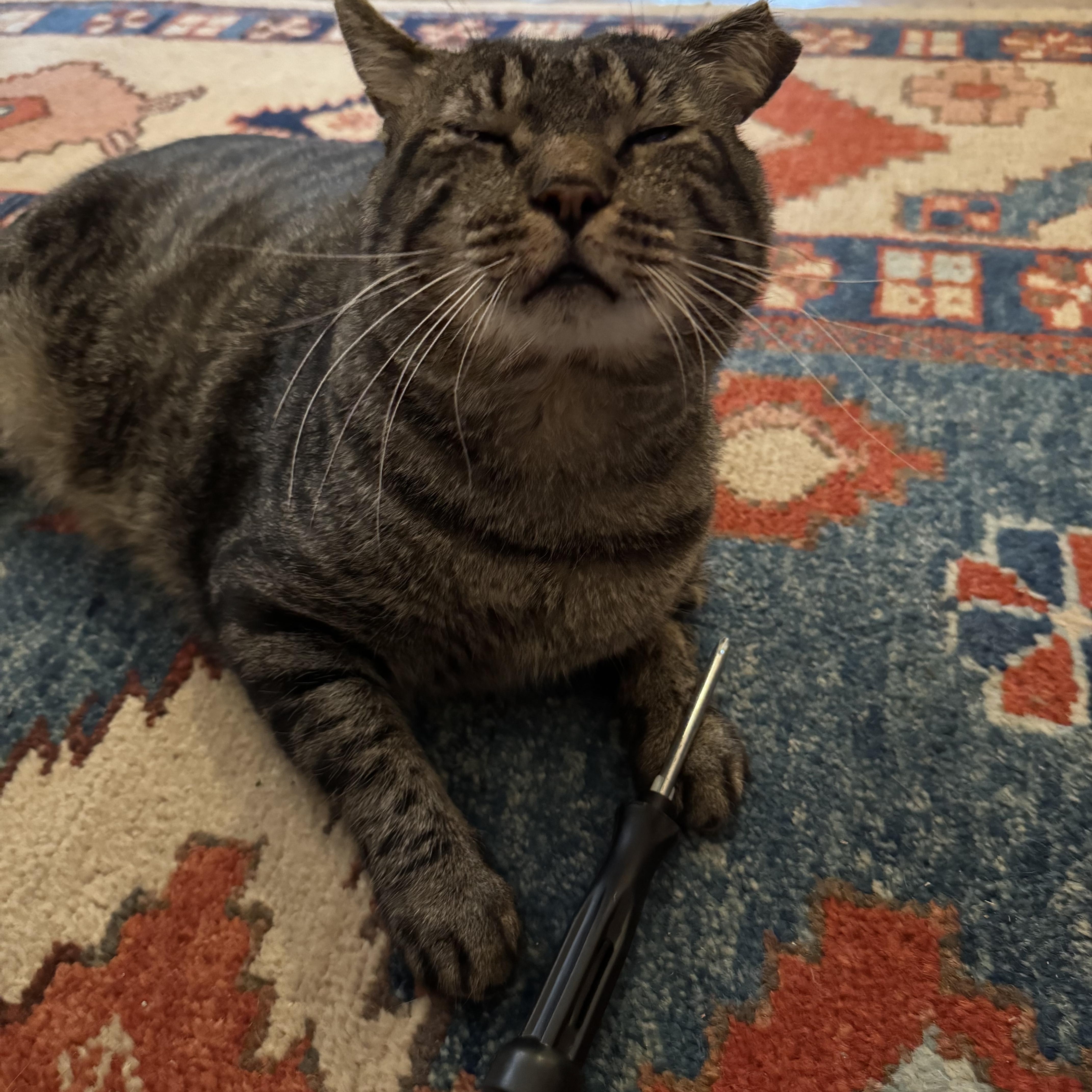 Enlarge Squeaky, a ADOPTABLE Domestic Short Hair in Lakewood, CO image 5/6