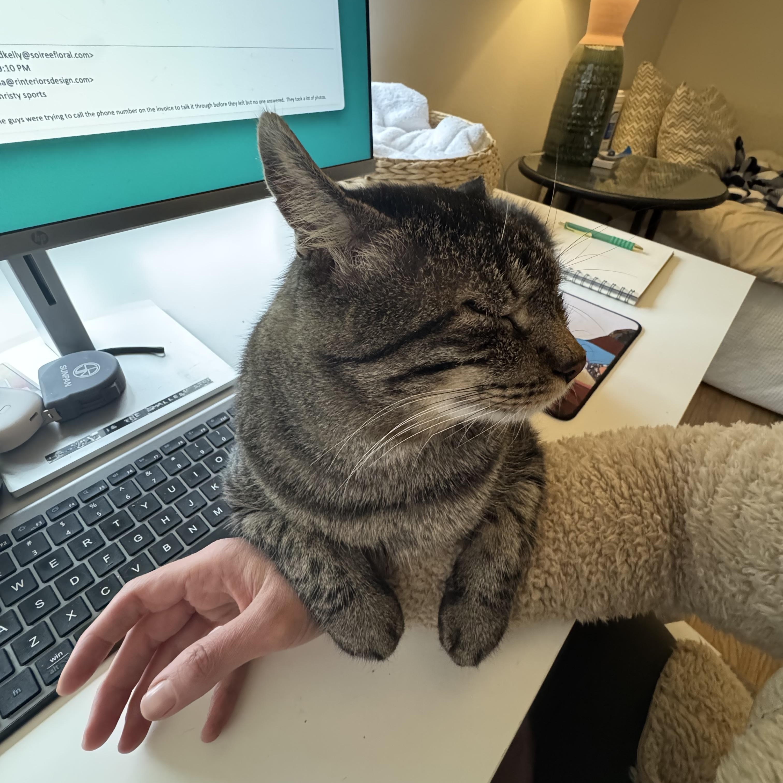 Enlarge Squeaky, a ADOPTABLE Domestic Short Hair in Lakewood, CO image 3/6