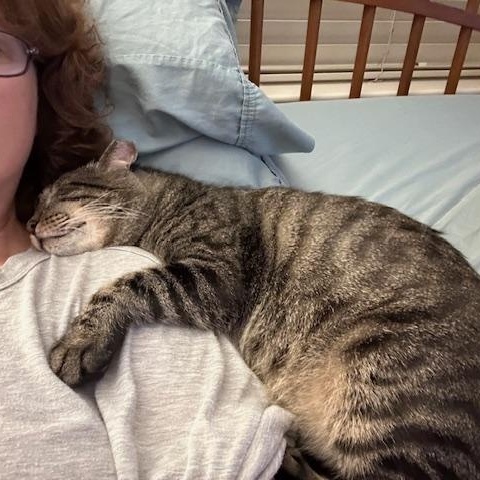 Enlarge Squeaky, a ADOPTABLE Domestic Short Hair in Lakewood, CO image 1/6