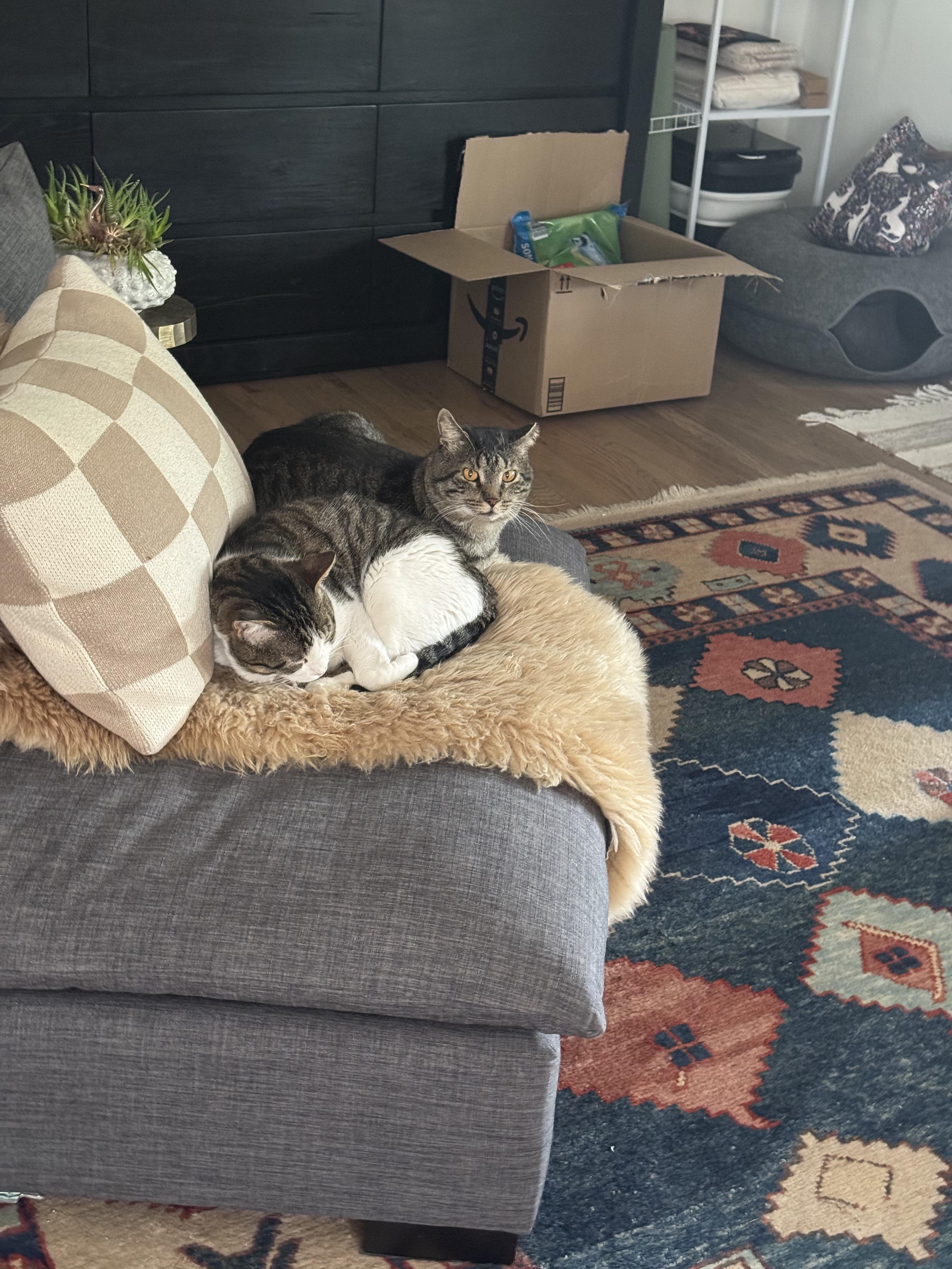 Enlarge Squeaky, a ADOPTABLE Domestic Short Hair in Lakewood, CO image 4/6