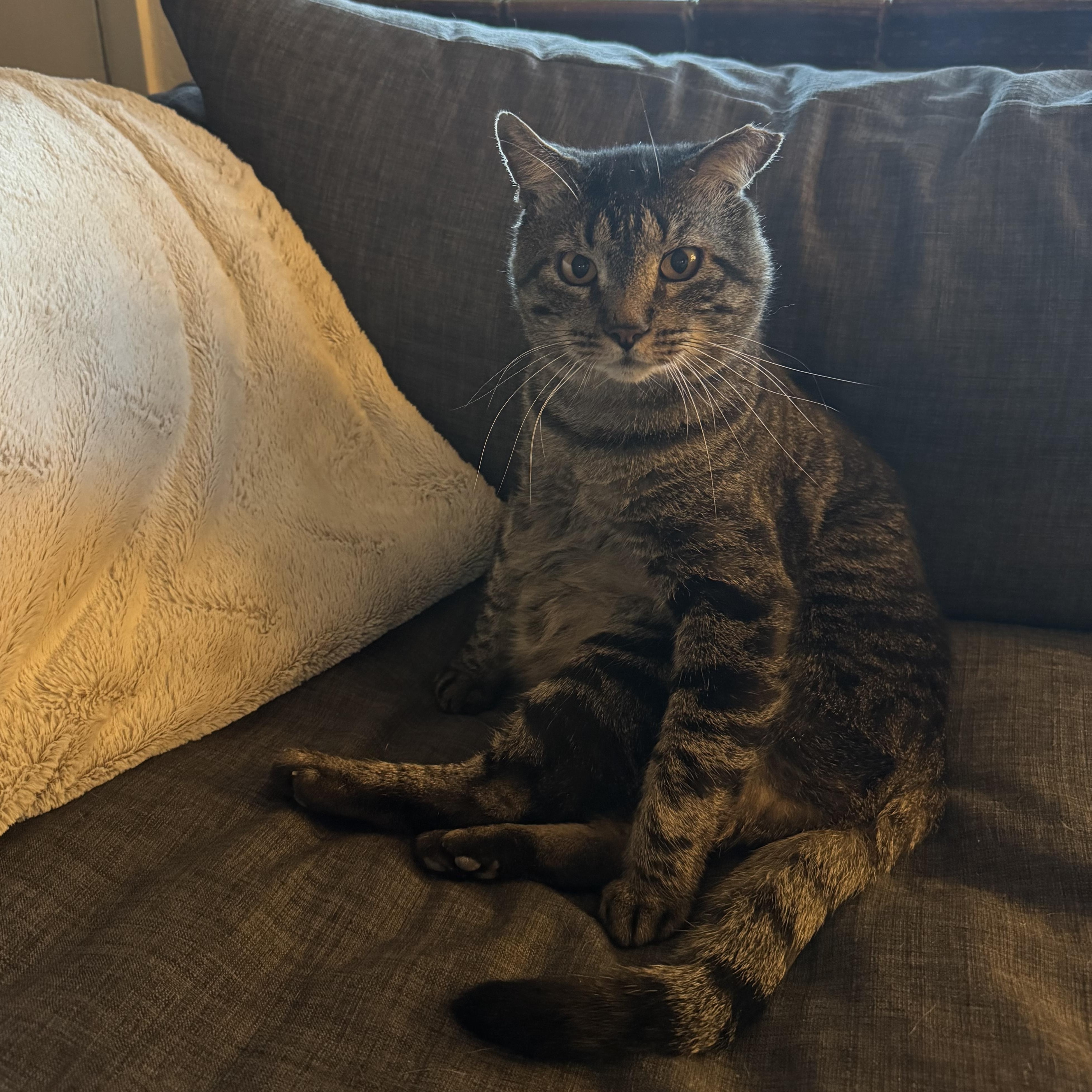 Enlarge Squeaky, a ADOPTABLE Domestic Short Hair in Lakewood, CO image 2/6