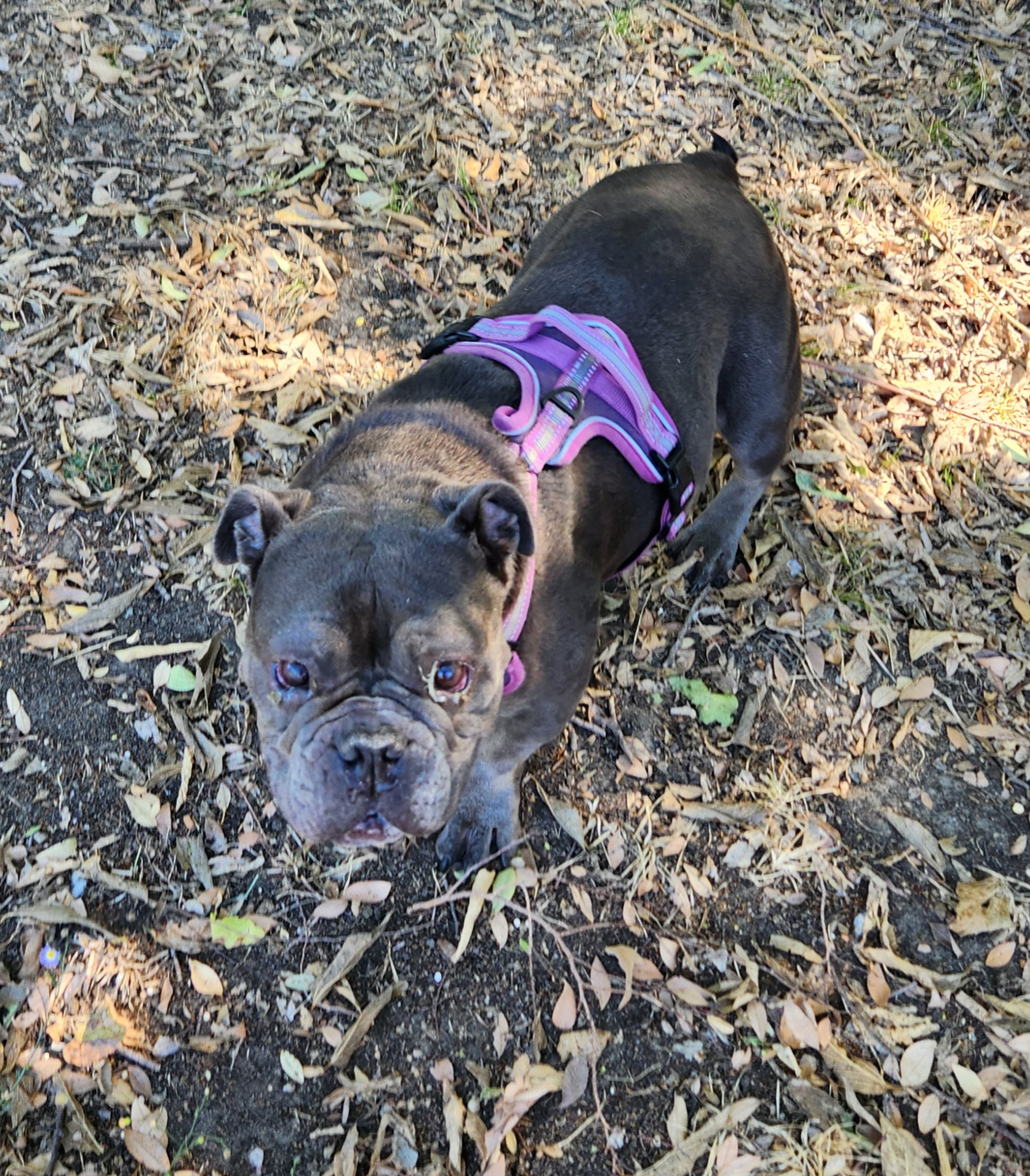 LOLA 6
