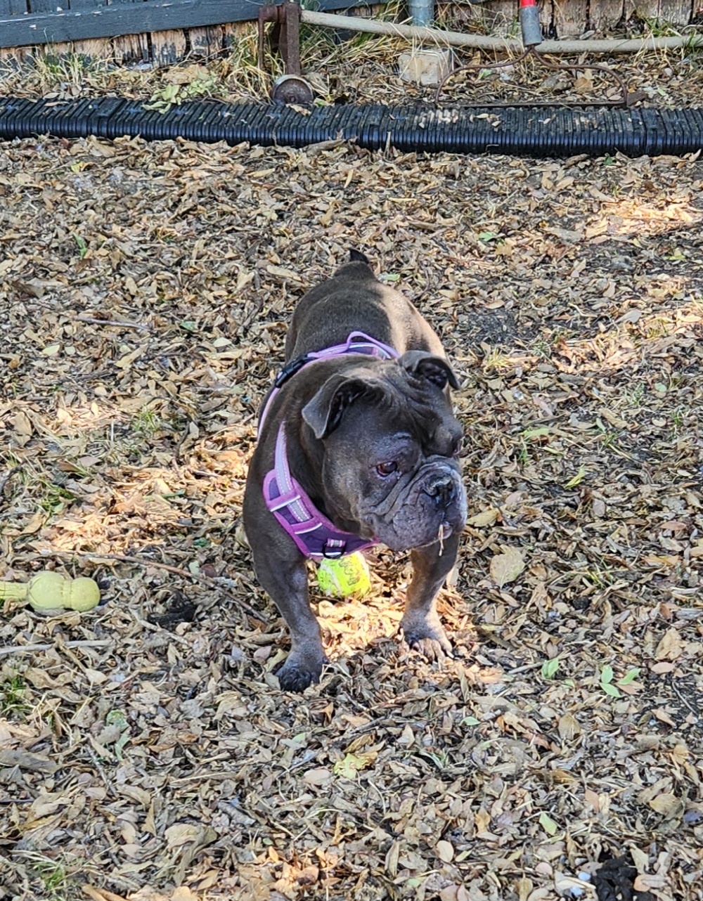LOLA 5