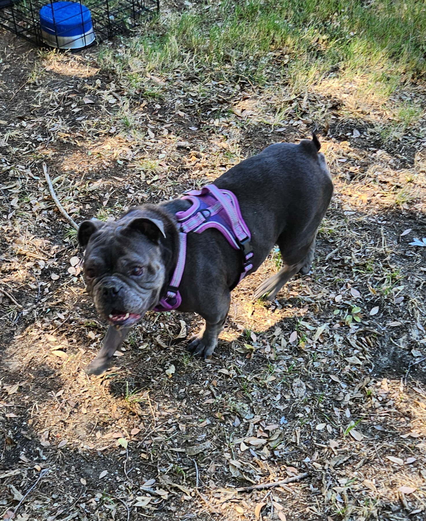 LOLA 4