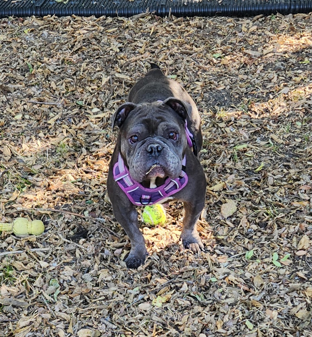 LOLA 3