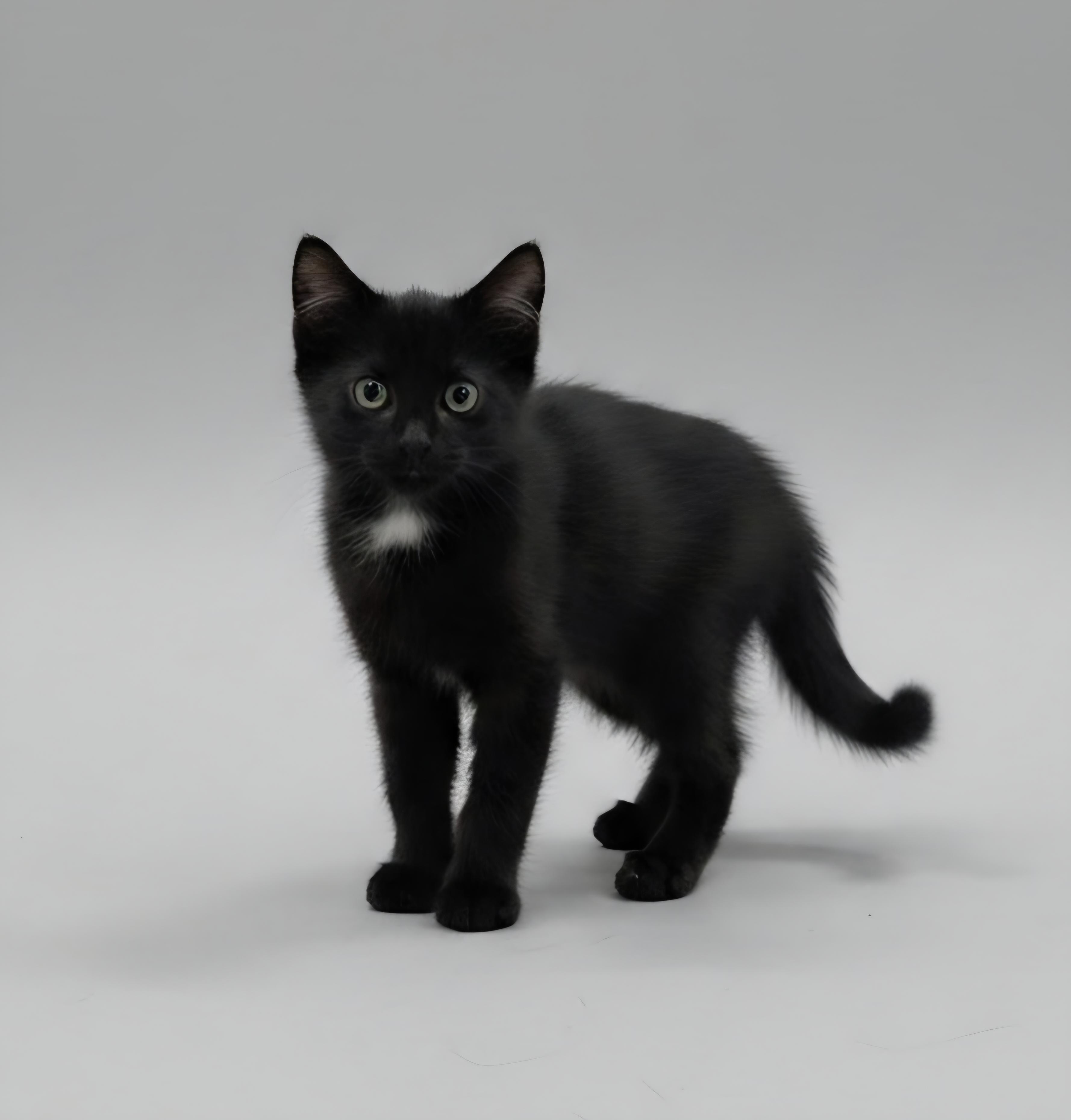 Dopey, a ADOPTABLE Domestic Long Hair in Pocatello, ID image 1/6