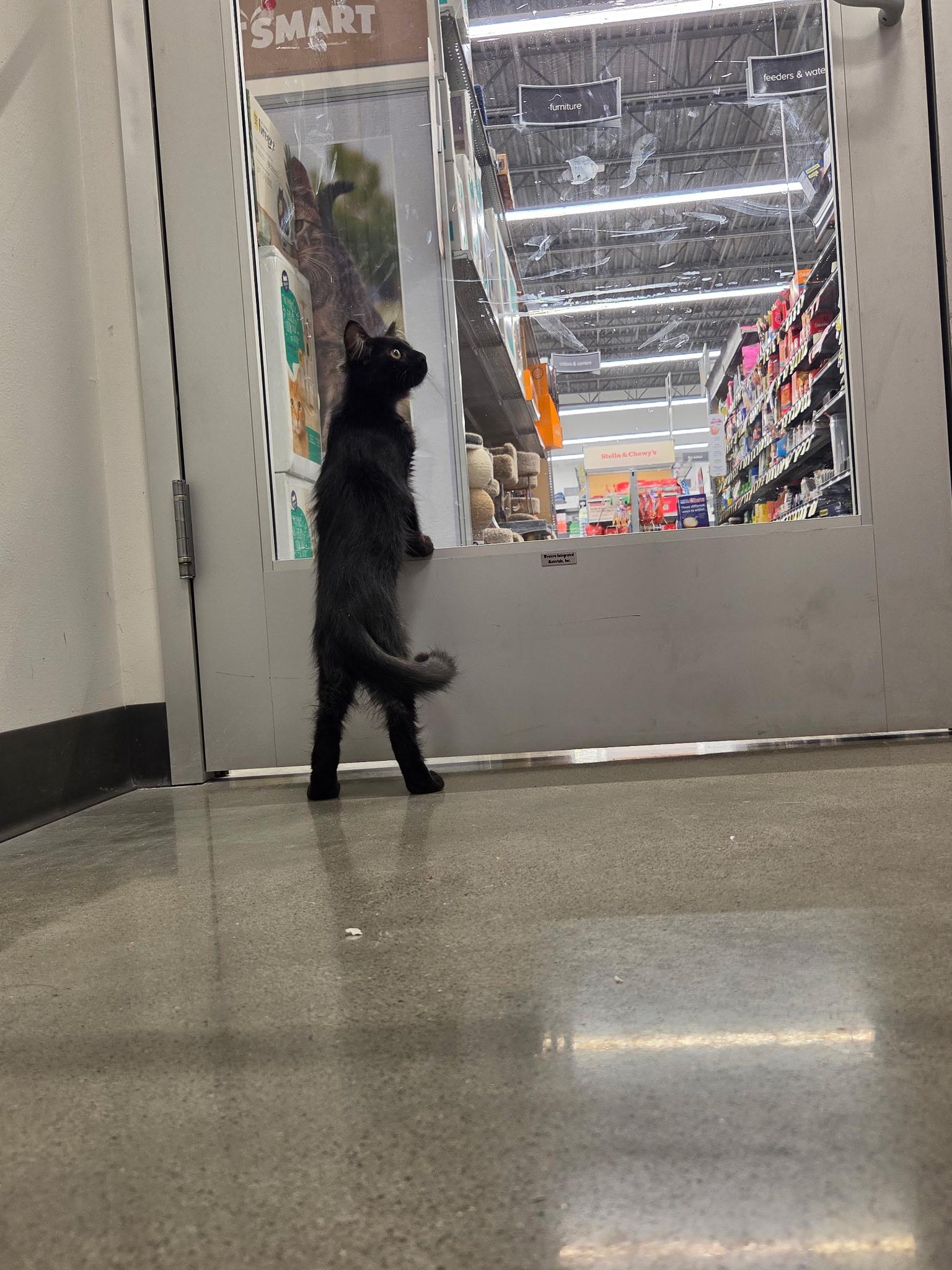 Dopey, a ADOPTABLE Domestic Long Hair in Pocatello, ID image 3/6