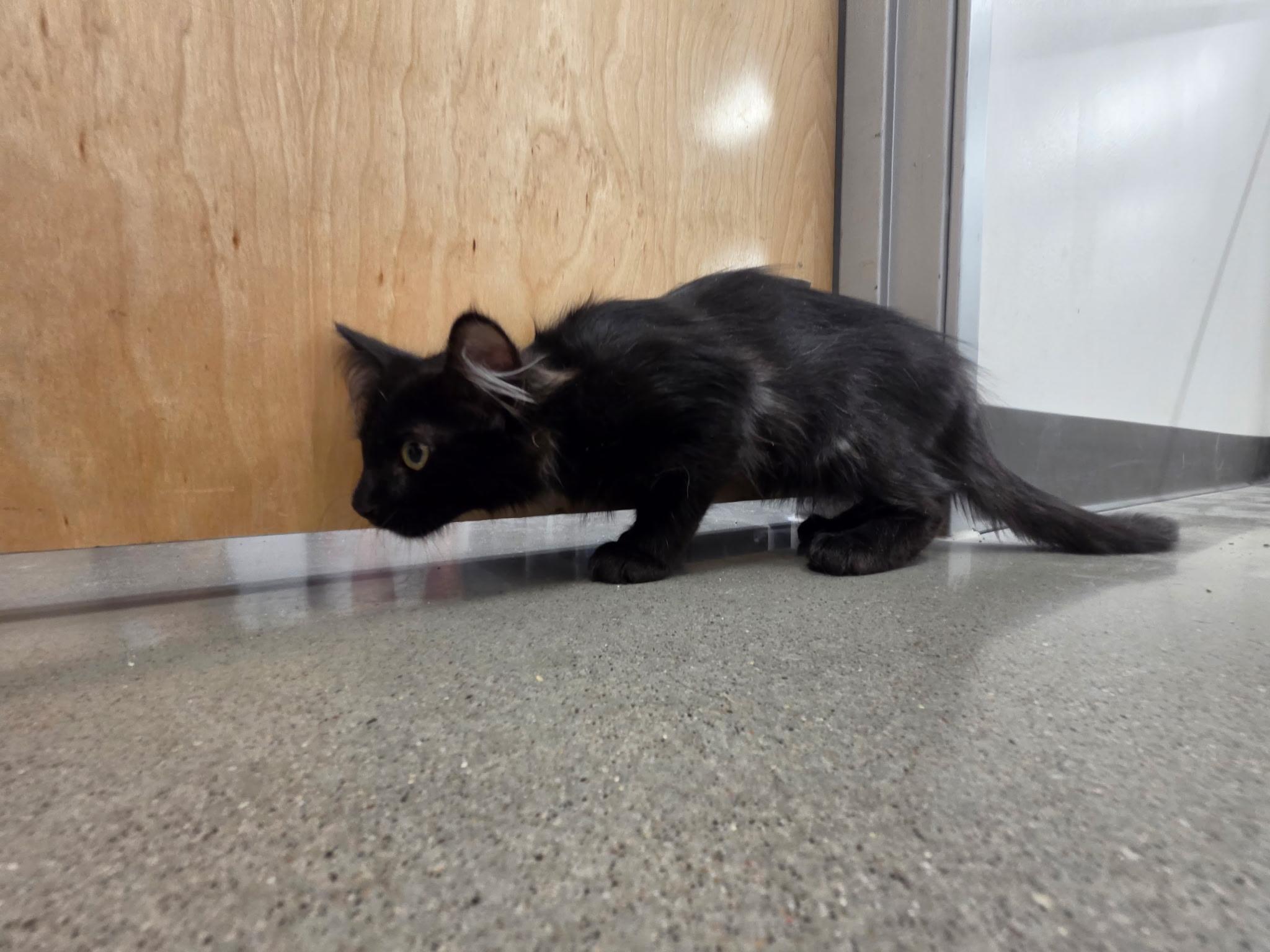 Dopey, a ADOPTABLE Domestic Long Hair in Pocatello, ID image 5/6