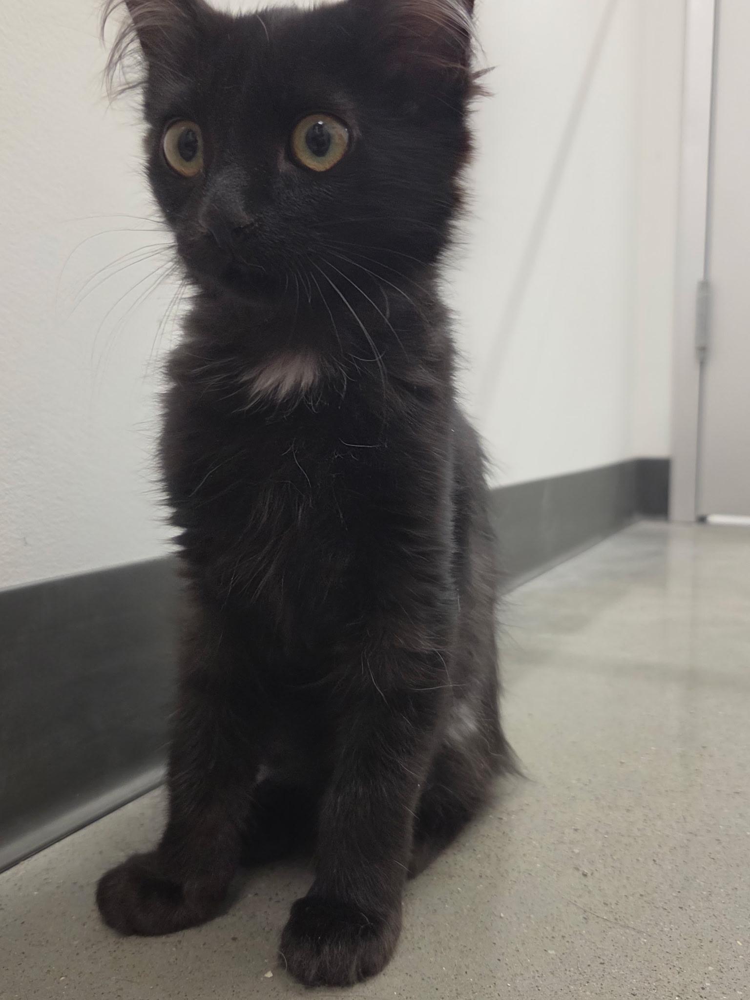 Dopey, a ADOPTABLE Domestic Long Hair in Pocatello, ID image 6/6