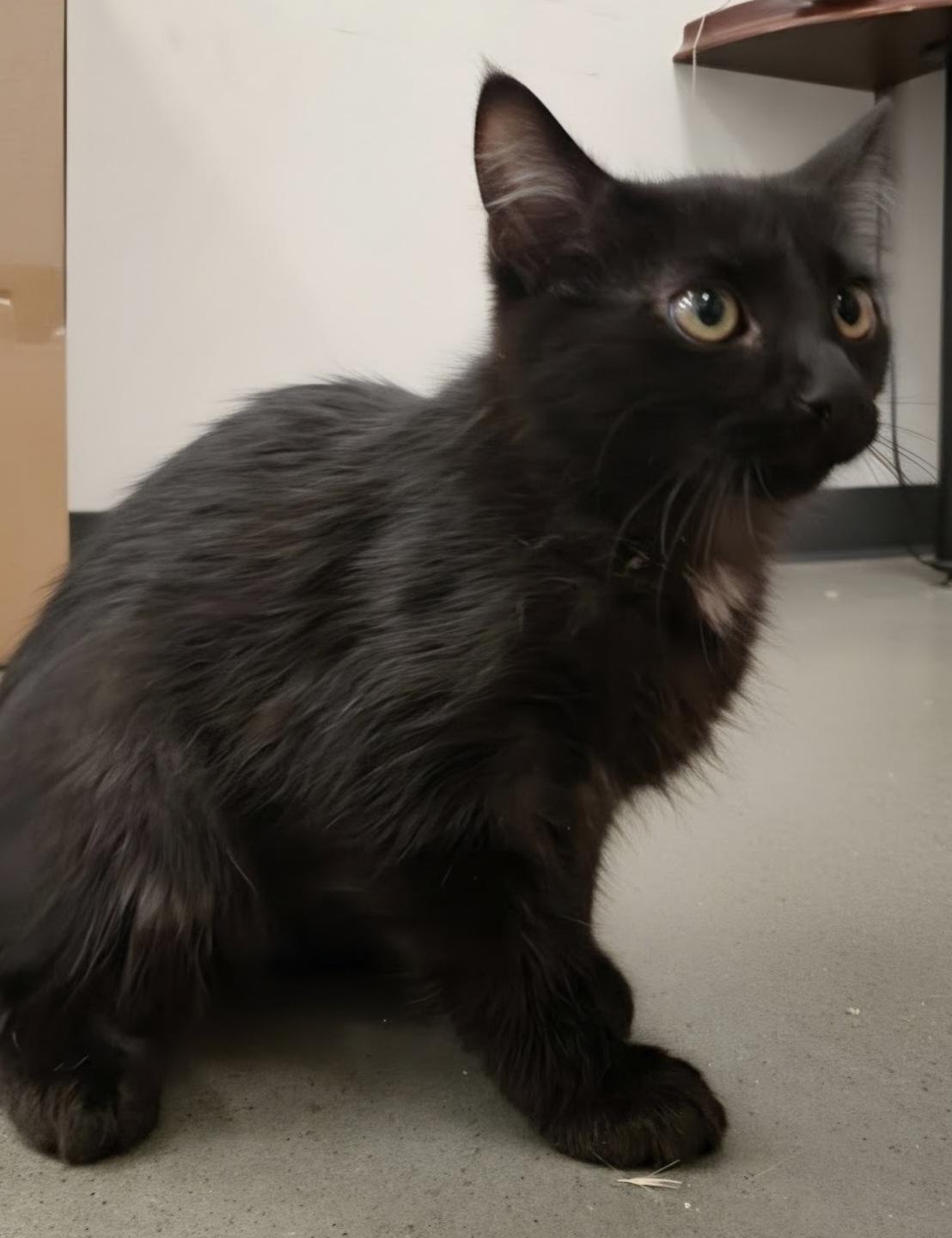 Dopey, a ADOPTABLE Domestic Long Hair in Pocatello, ID image 2/6