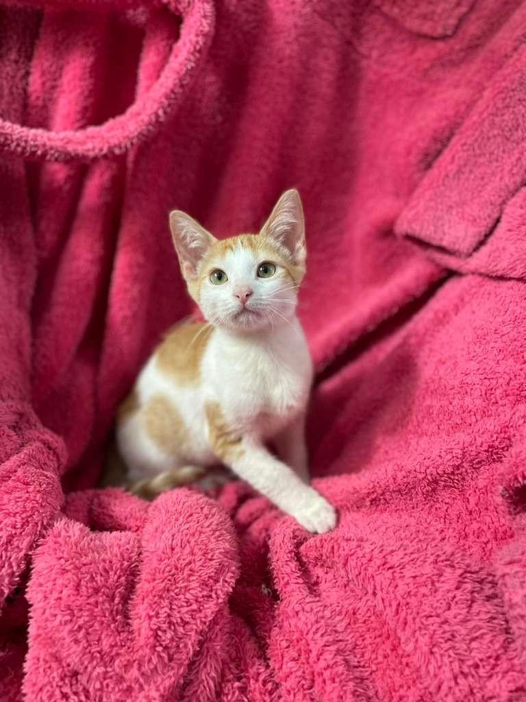 Enlarge SIMBA, a Adopted Domestic Short Hair in Miami, FL image 1/4