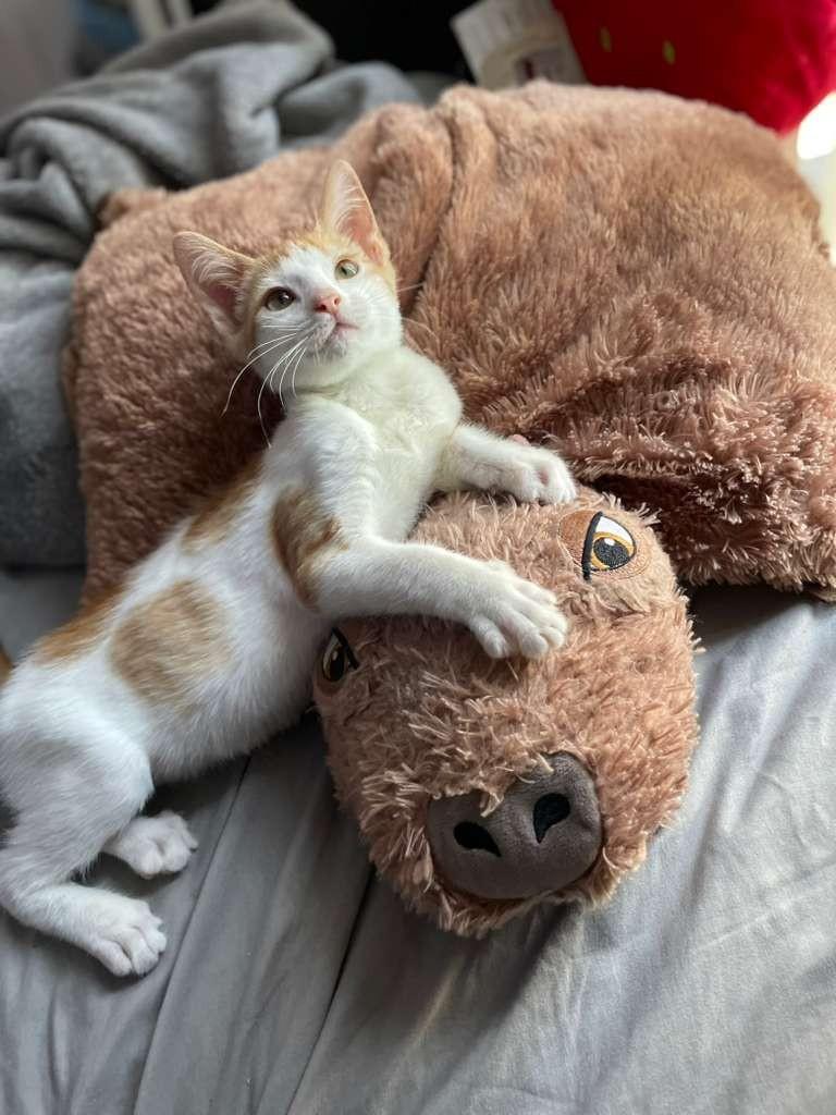 Enlarge SIMBA, a Adopted Domestic Short Hair in Miami, FL image 2/4