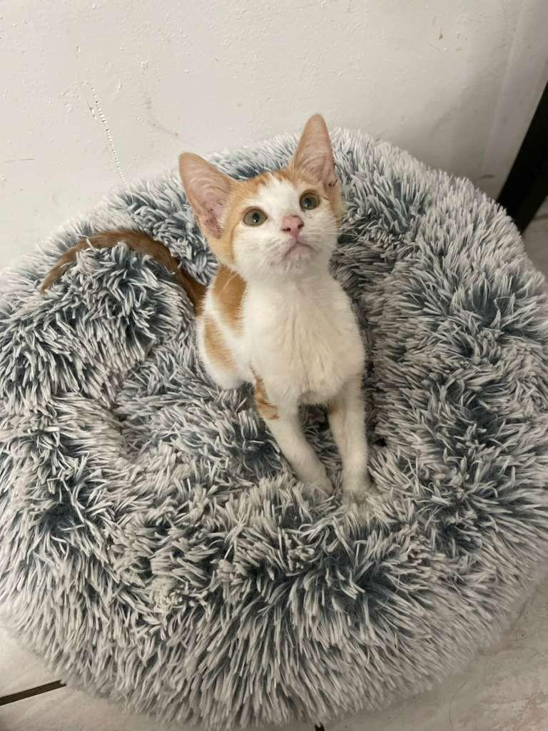 Enlarge SIMBA, a Adopted Domestic Short Hair in Miami, FL image 3/4