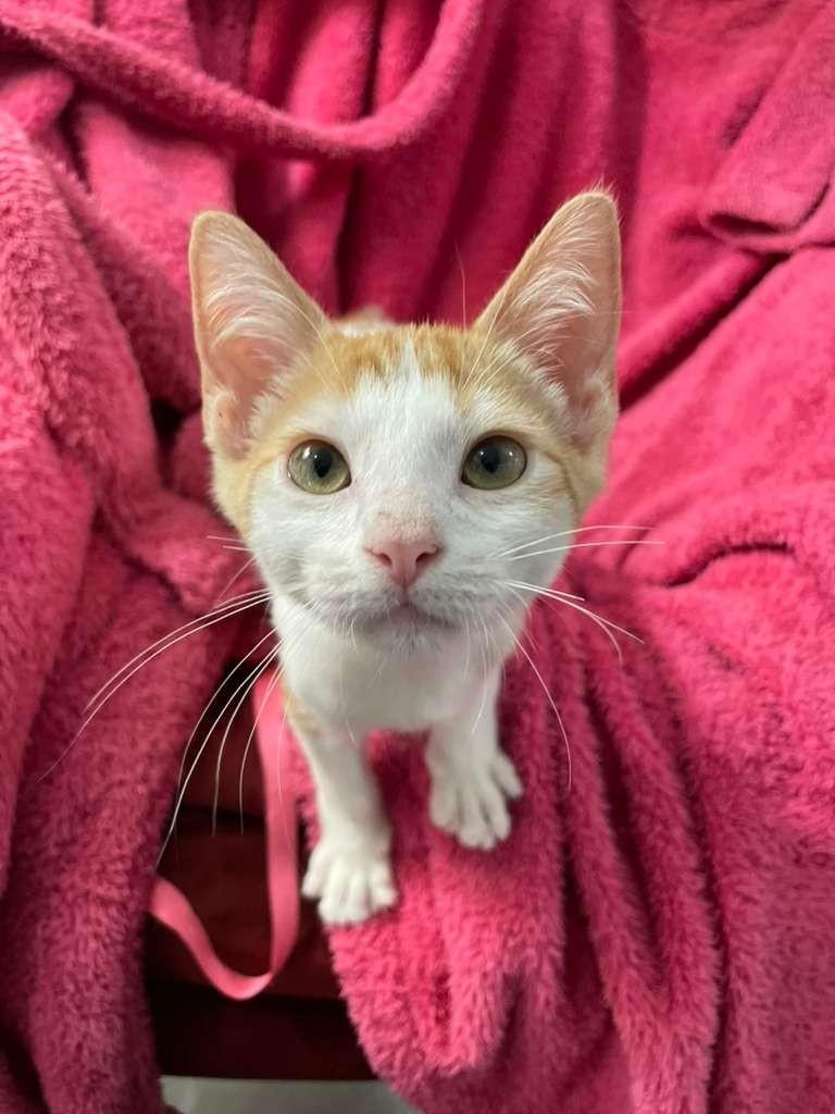 SIMBA, Adopted, Young Male Domestic Short Hair.