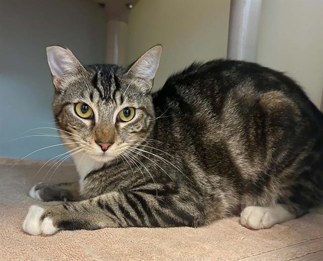TOM, Adoptable, Young Male Domestic Short Hair.