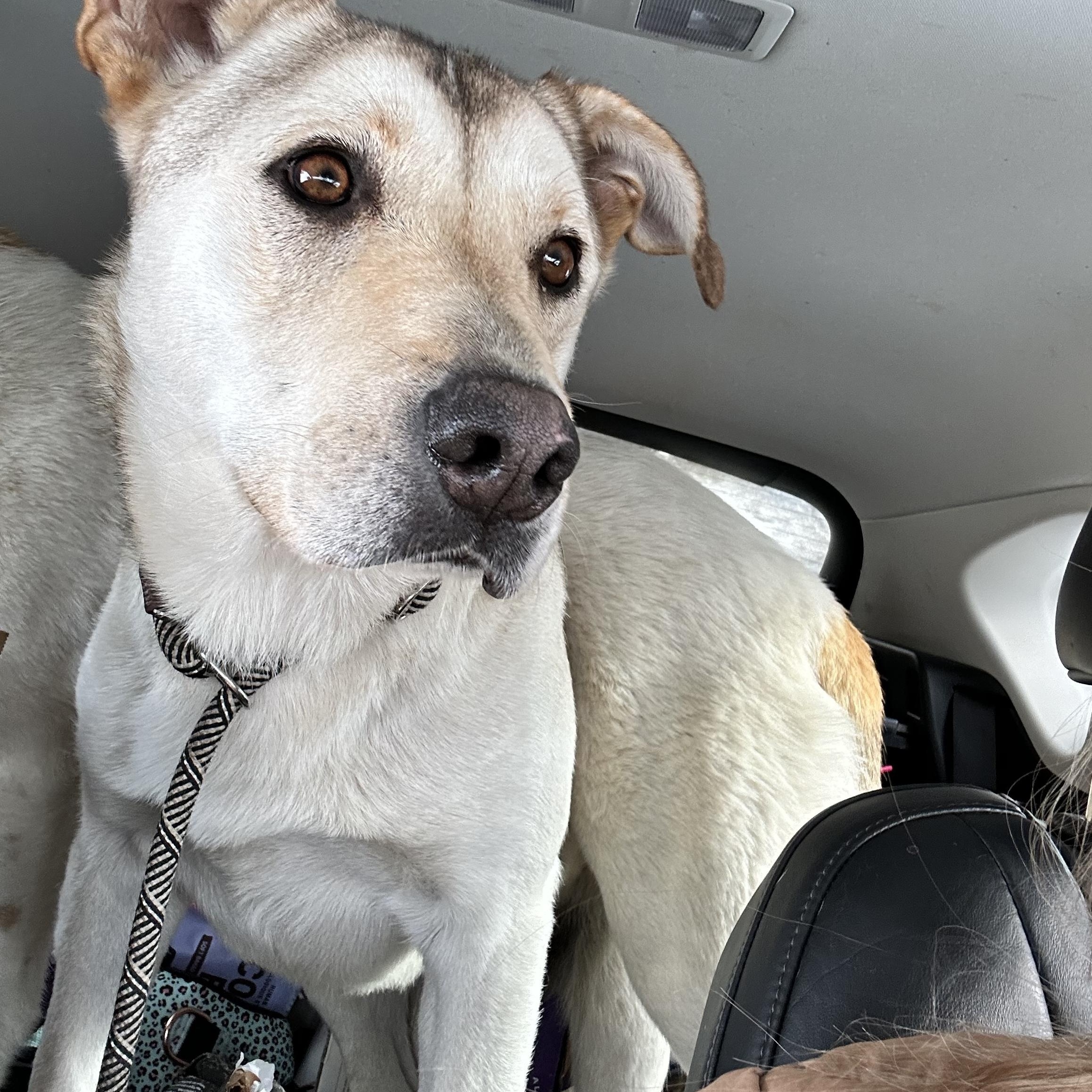 Jeffery, Adoptable, Adult Male Mixed Breed.