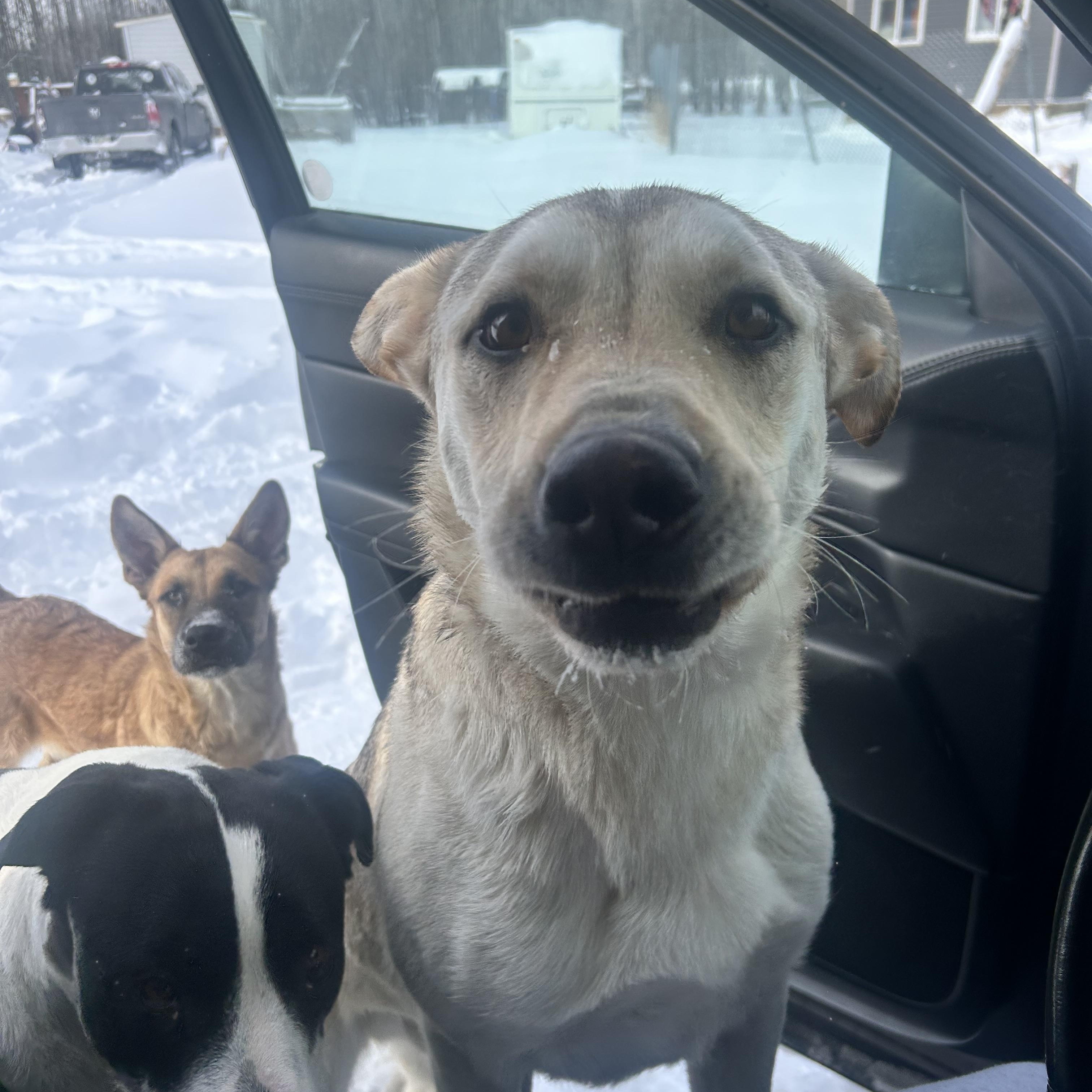 Enlarge Jeffery, a Adoptable mixed breed in Edmonton, AB image 3/6
