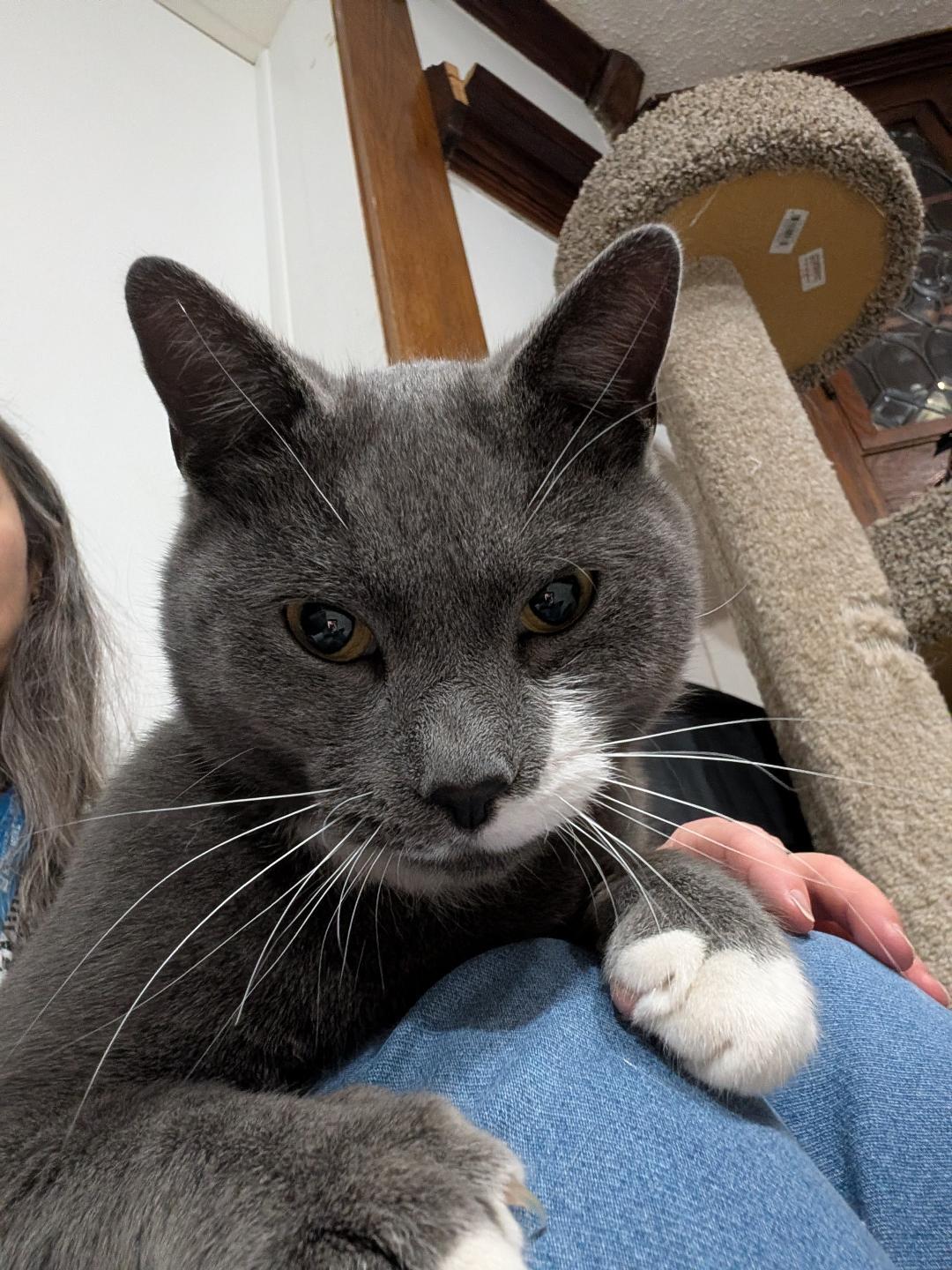 Enlarge Mike, a ADOPTABLE Domestic Short Hair in Reisterstown, MD image 1/5