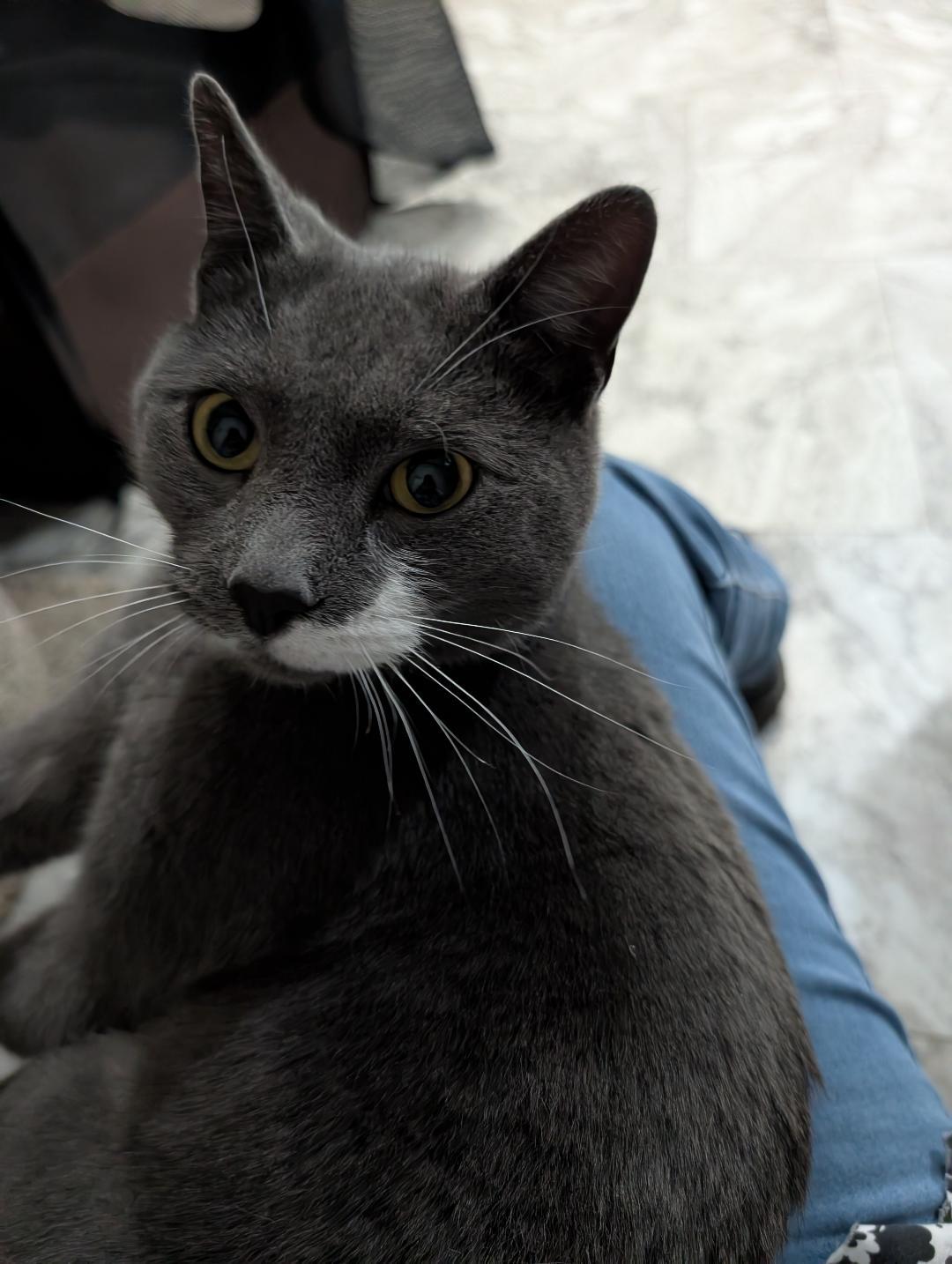 Enlarge Mike, a ADOPTABLE Domestic Short Hair in Reisterstown, MD image 2/5