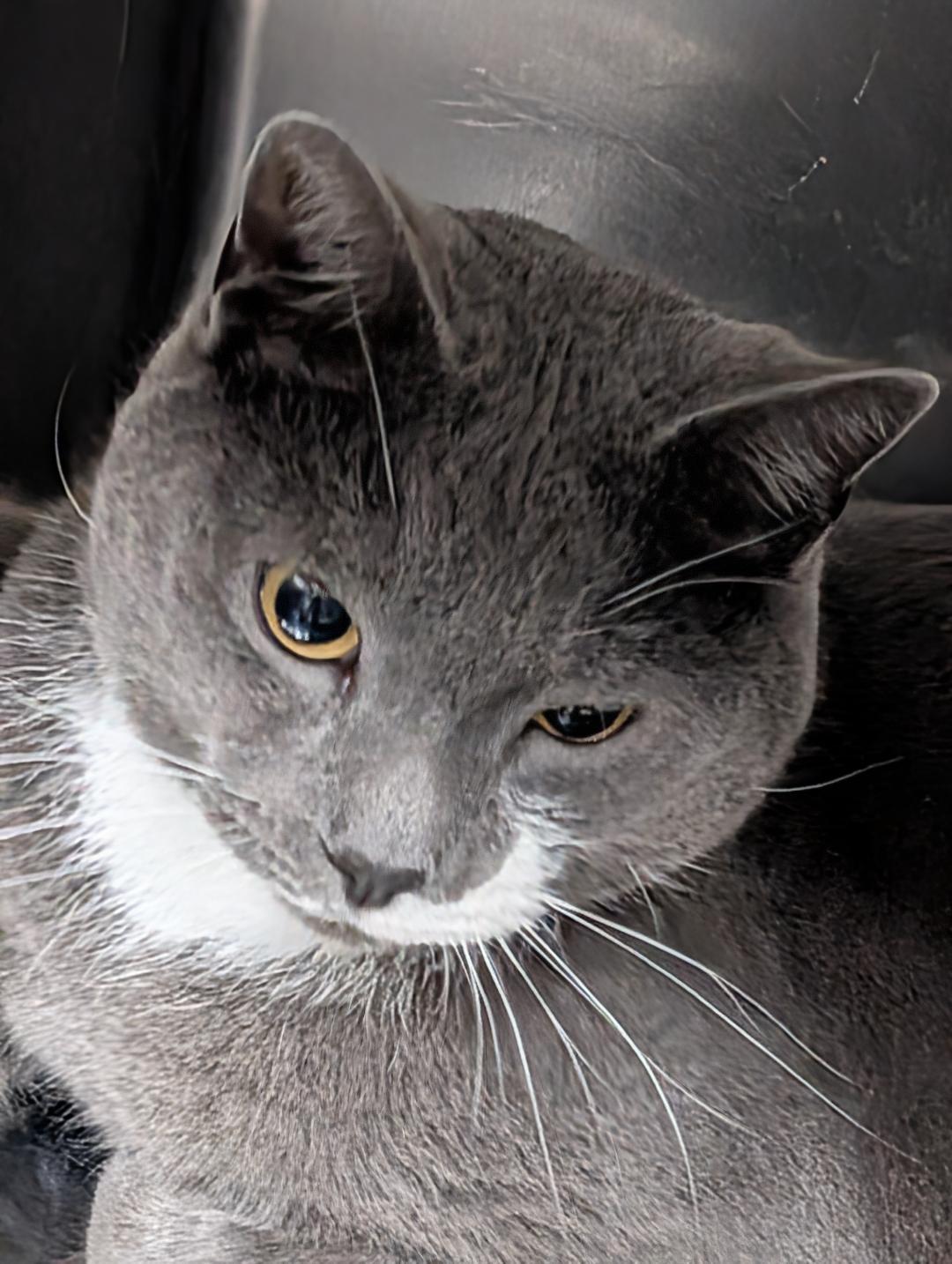 Enlarge Mike, a ADOPTABLE Domestic Short Hair in Reisterstown, MD image 3/5