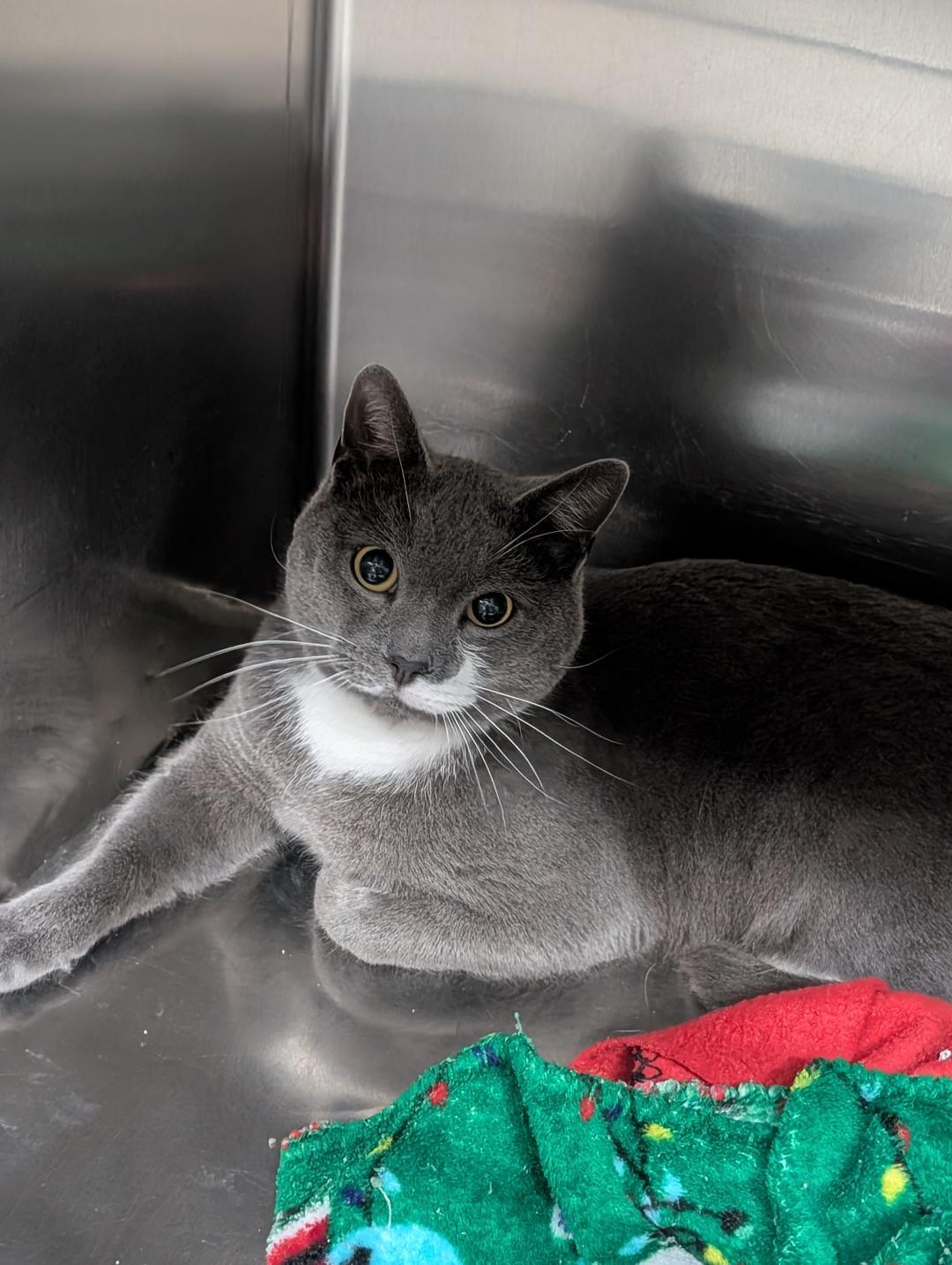 Enlarge Mike, a ADOPTABLE Domestic Short Hair in Reisterstown, MD image 4/5