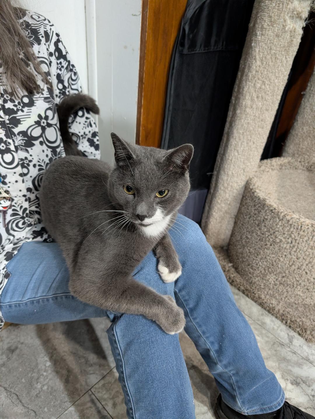 Enlarge Mike, a ADOPTABLE Domestic Short Hair in Reisterstown, MD image 5/5