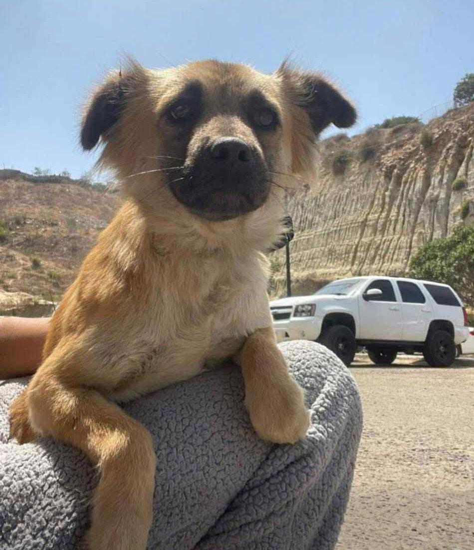 Enlarge Sadie, a Adopted mixed breed in Escondido, CA image 2/3