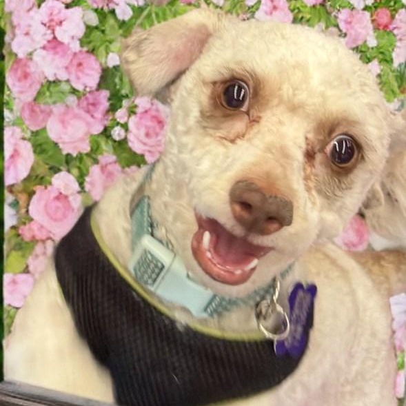 Fritter, a Adoptable mixed breed in Las Vegas, NV image 2/3