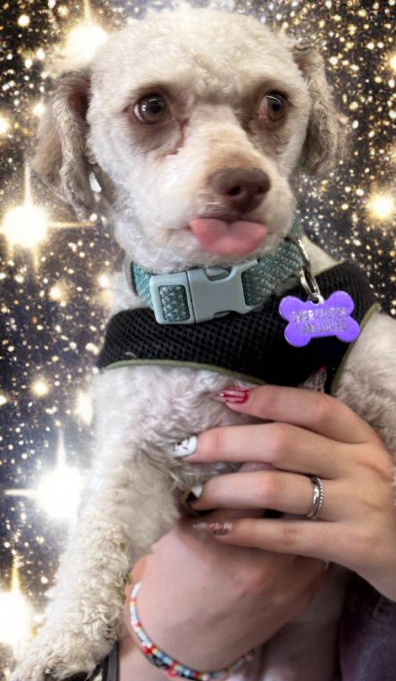 Fritter, a Adoptable mixed breed in Las Vegas, NV image 3/3